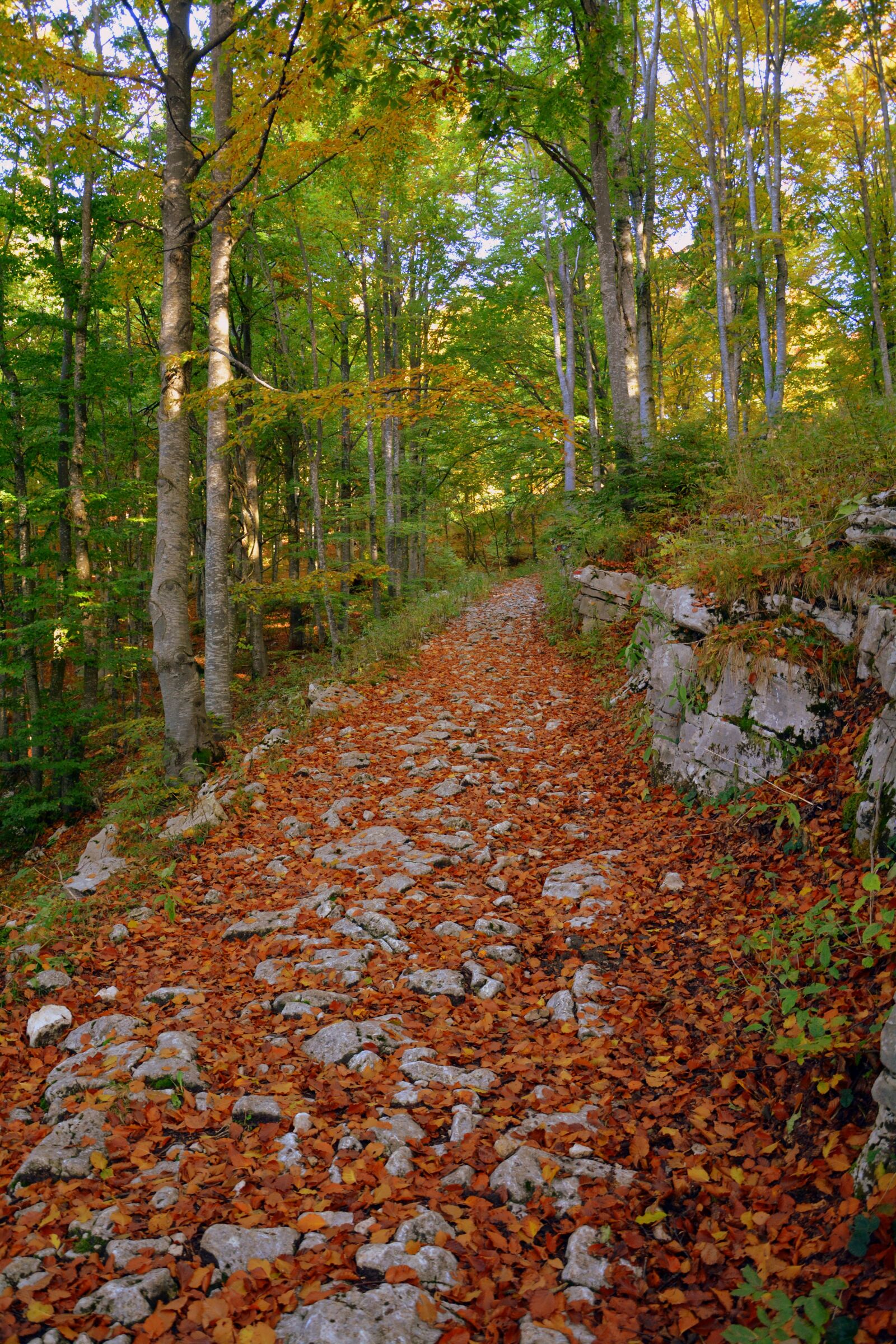 Nikon D7100 sample photo. Excursion, forest, autumn photography