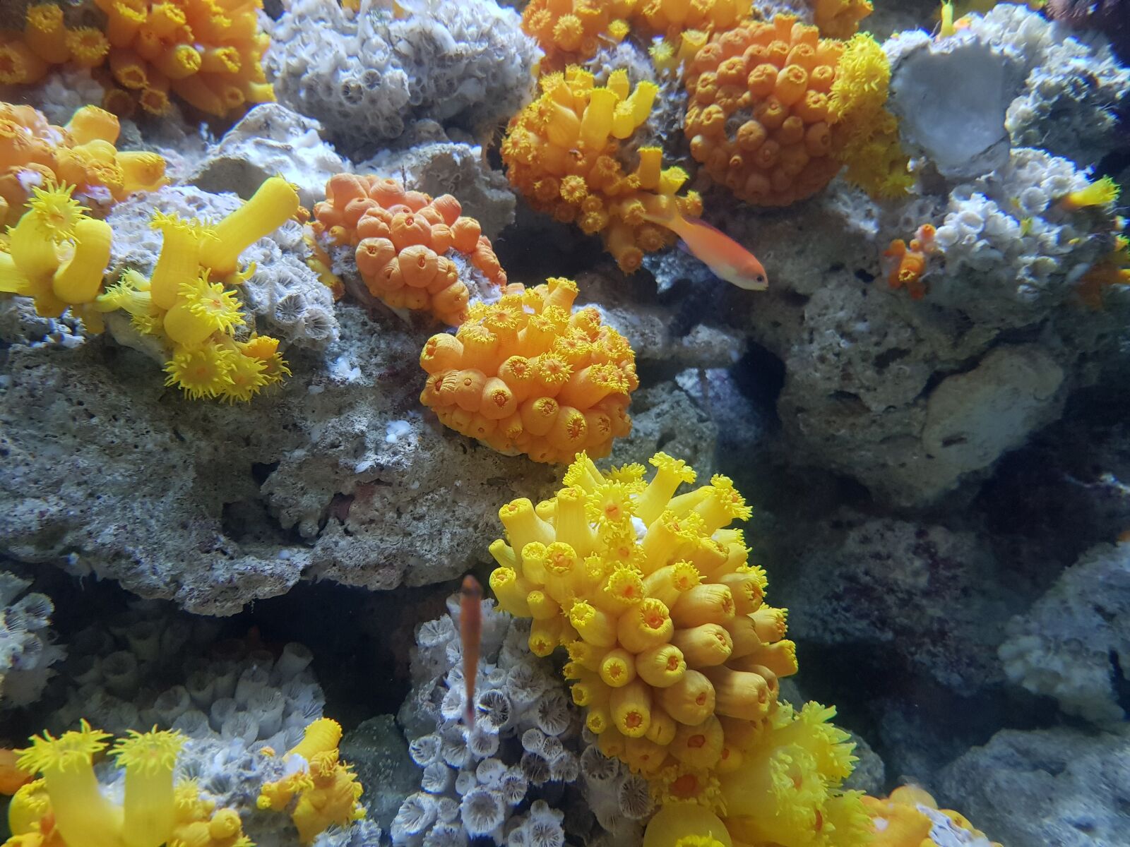 Samsung Galaxy S8+ sample photo. Aquarium, seaweeds, reef photography