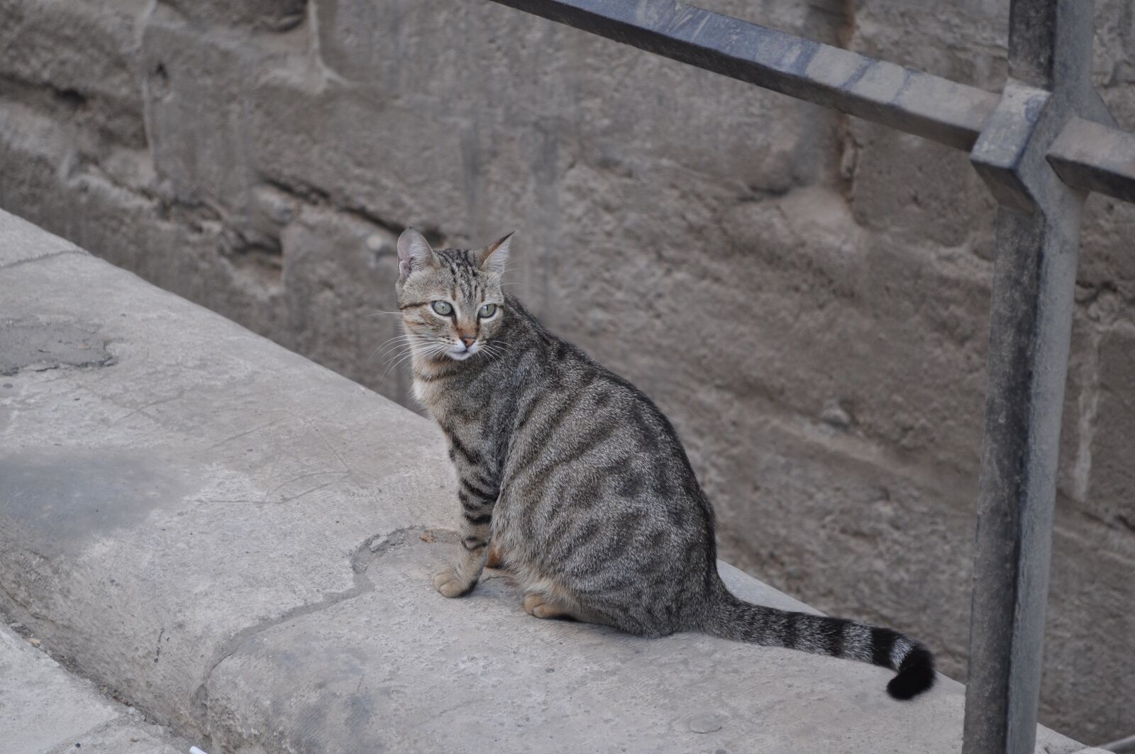 Nikon D5000 sample photo. Cat, animal, pet photography