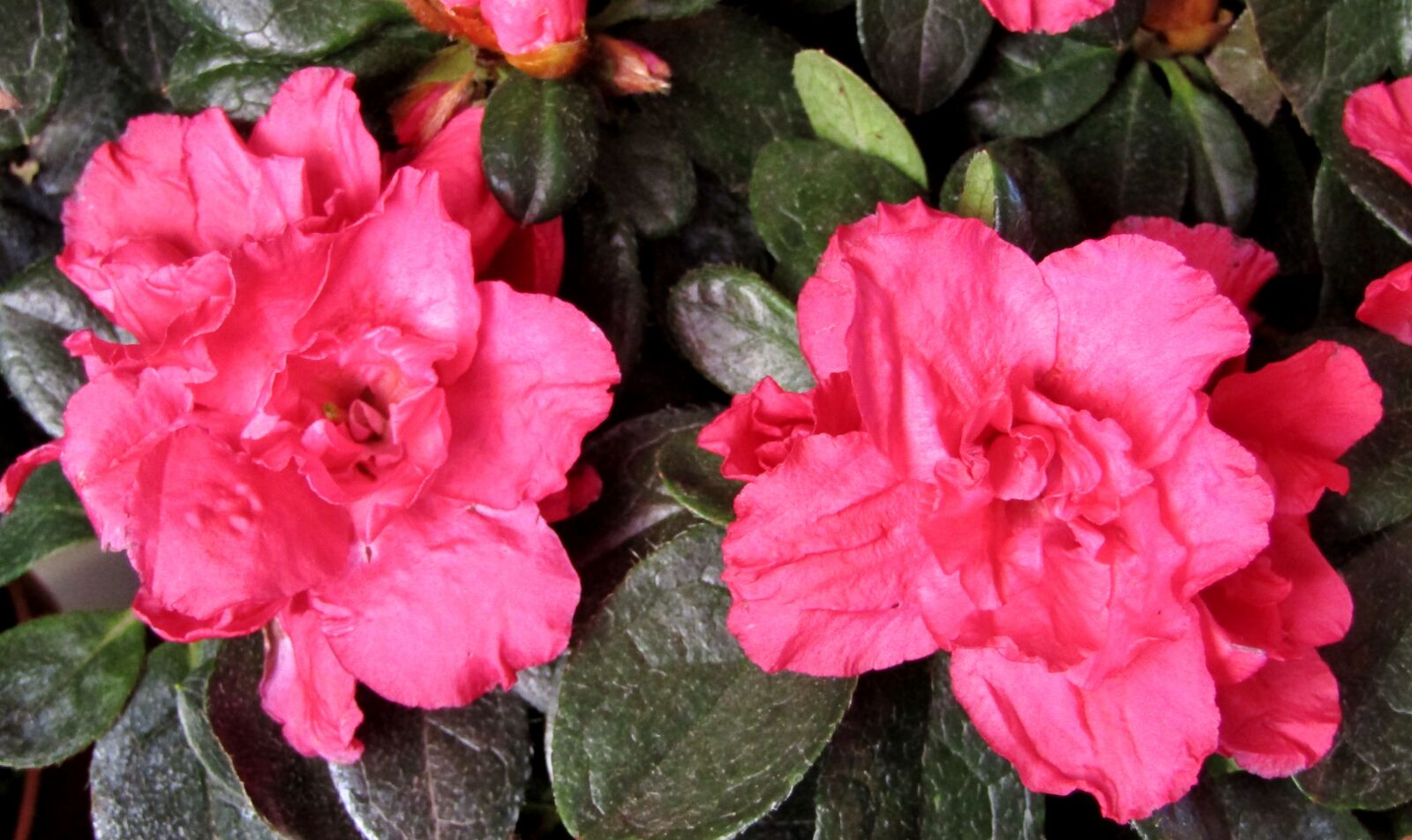 Canon POWERSHOT SX432 IS sample photo. Azalea, blossom, bloom photography