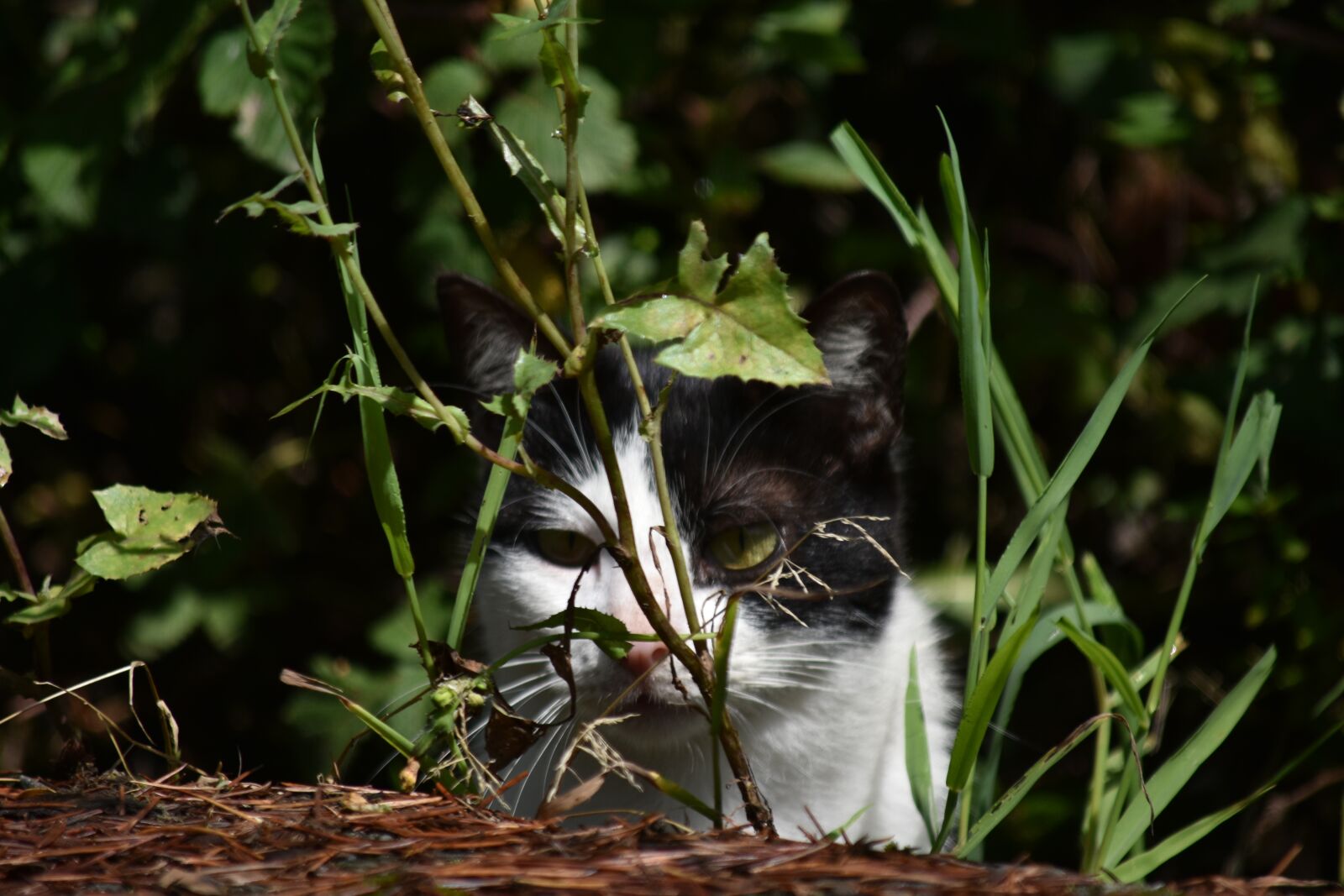 Nikon D3400 sample photo. Animals, cat, portrait photography
