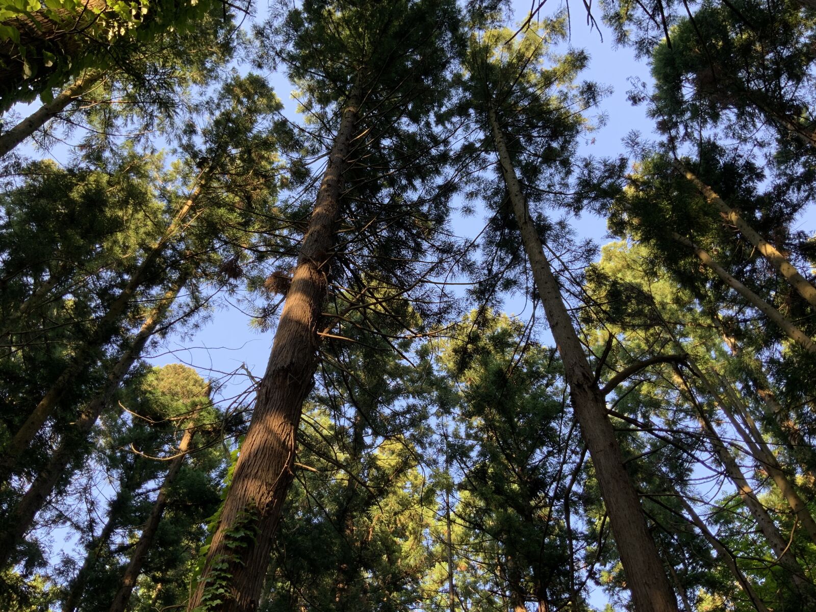 iPad Pro (11-inch) back camera 3mm f/1.8 sample photo. Japan, japanese forest, a photography