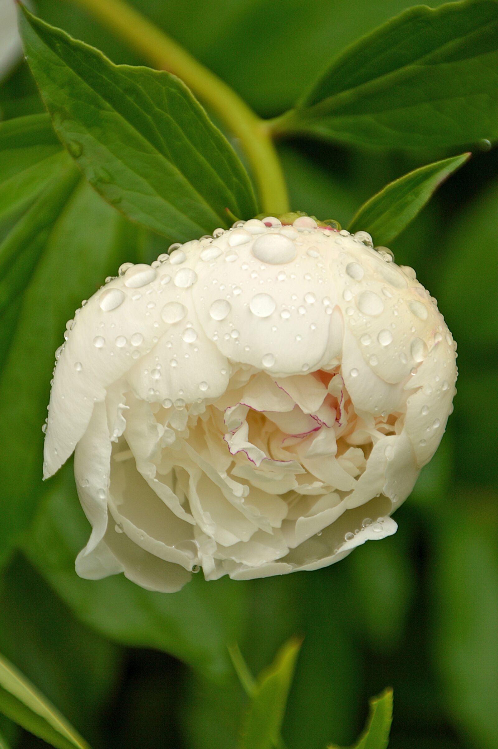 Nikon D3200 sample photo. Flower, white, spring photography