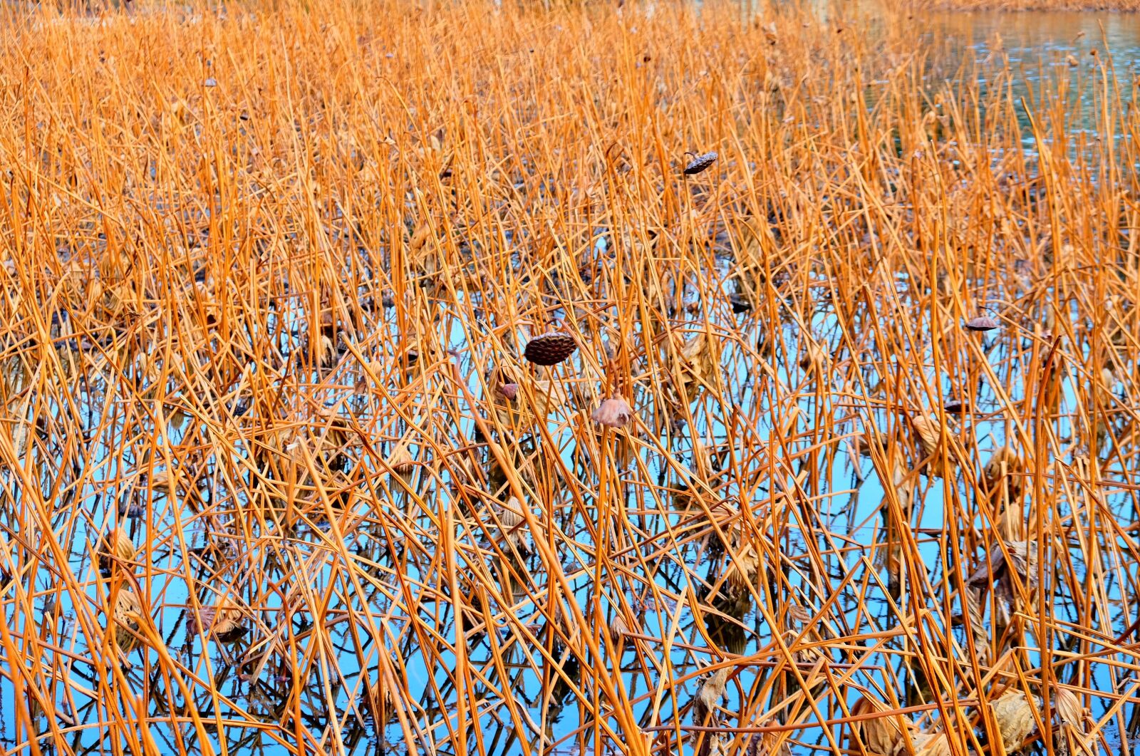 Fujifilm X-T10 sample photo. Reed, pond, water photography