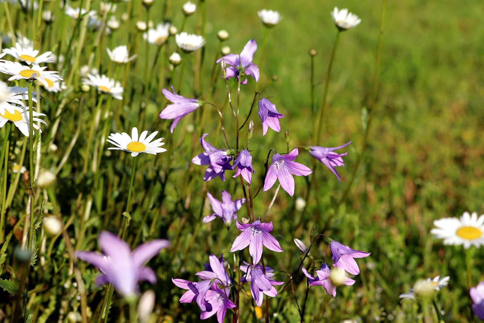 Canon EOS 77D (EOS 9000D / EOS 770D) sample photo. Flower, bellflower, violet photography