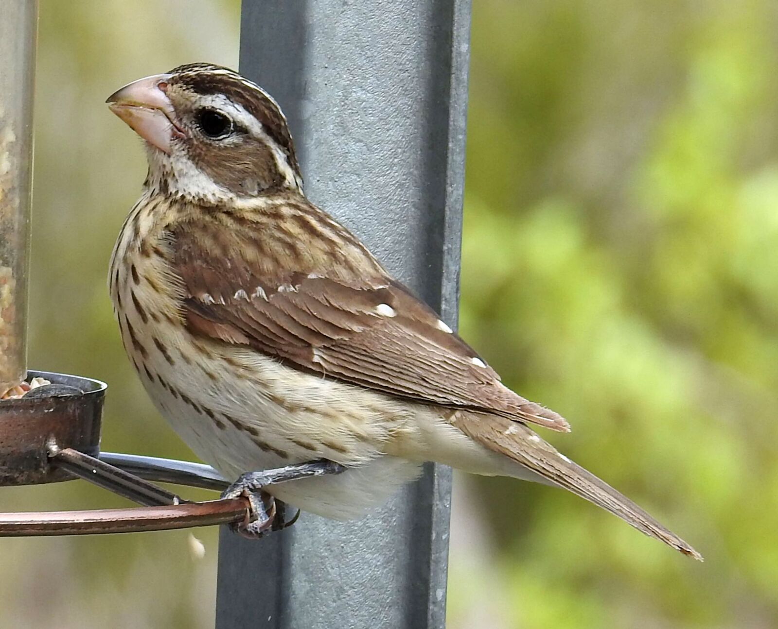 Nikon Coolpix P900 sample photo. Rose-breasted grosbeak, female, pheucticus photography