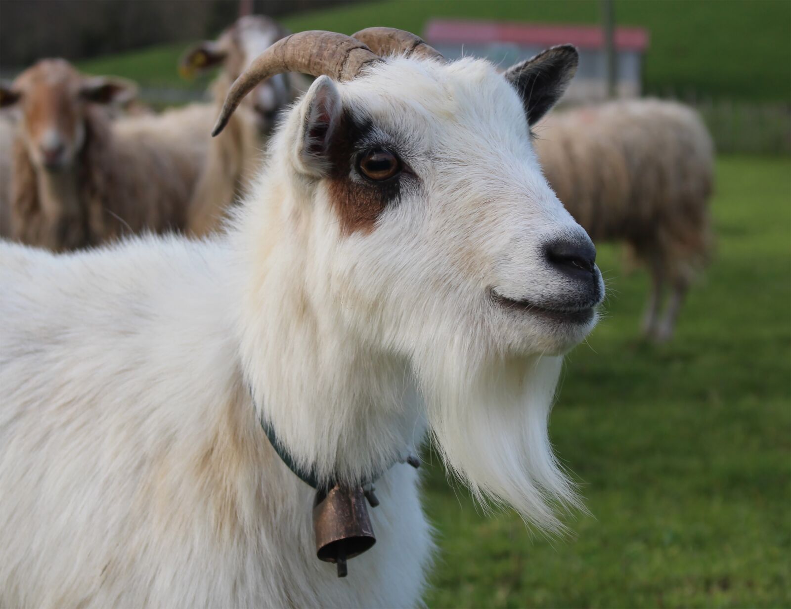 Canon EOS 100D (EOS Rebel SL1 / EOS Kiss X7) sample photo. Mammal, animal, sheep photography