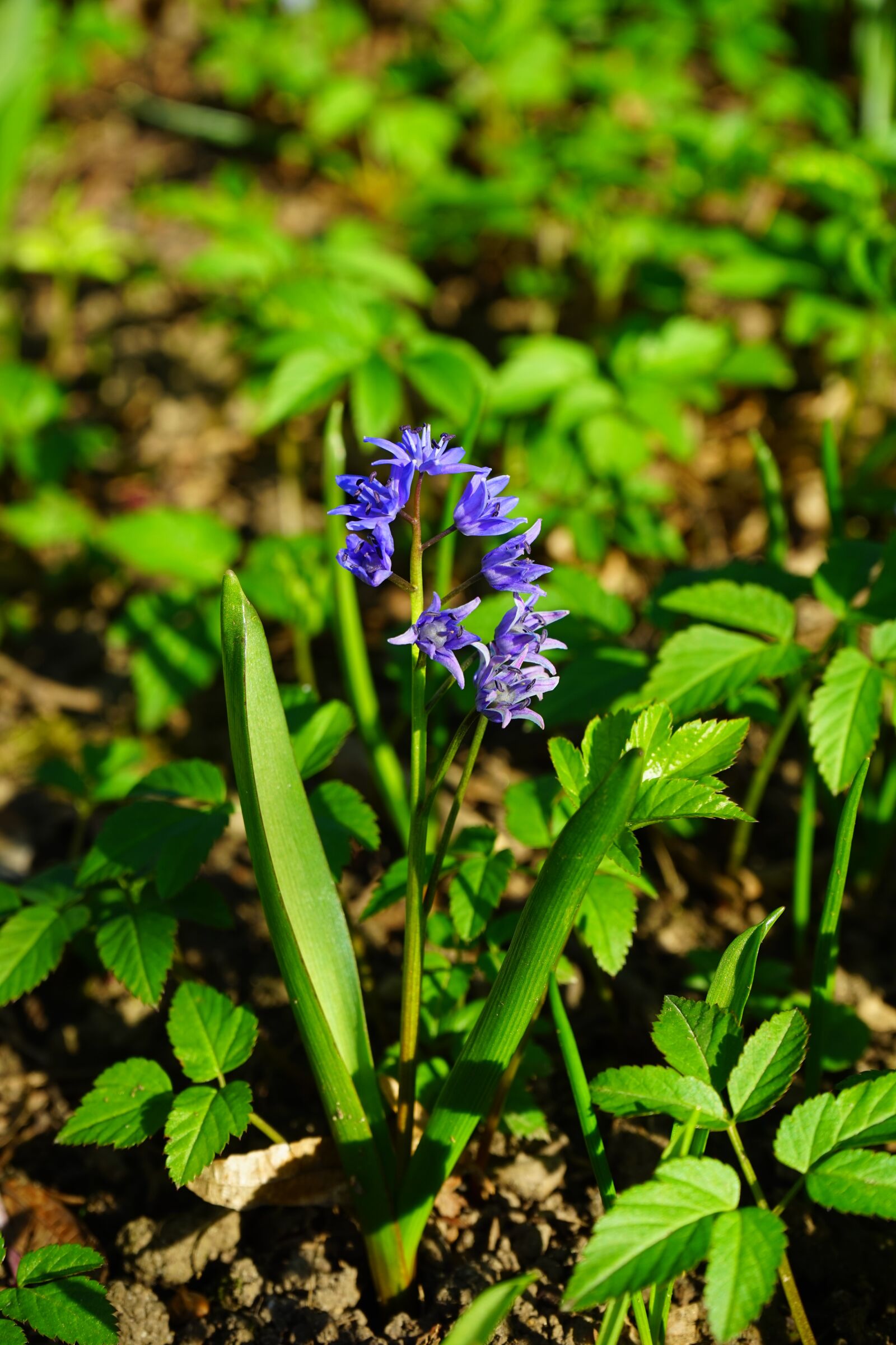 Sony a7 + Sony FE 28-70mm F3.5-5.6 OSS sample photo. Blue star, scilla, blossom photography