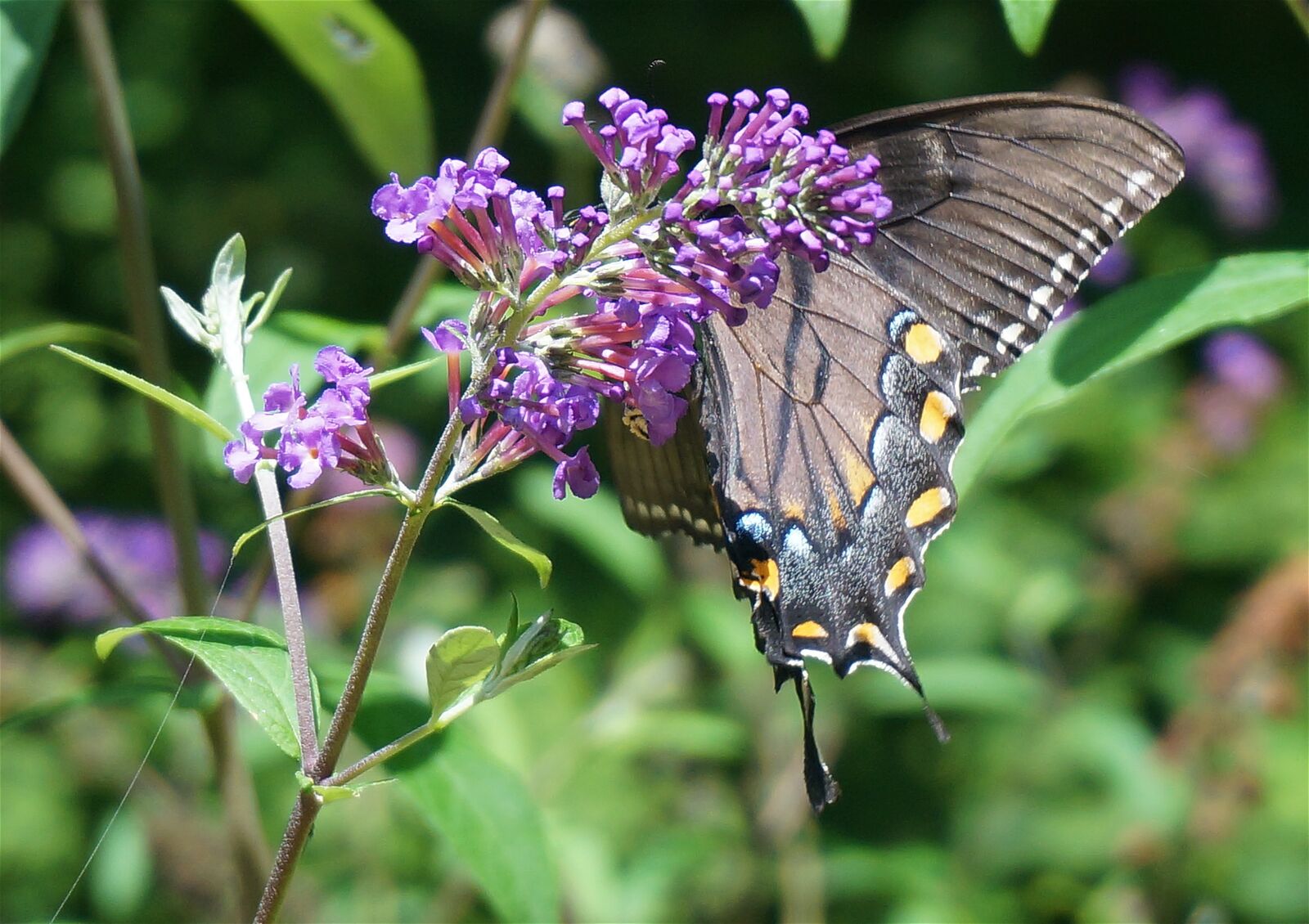 Sony Alpha NEX-5T sample photo. Black swallowtail butterfly, butterfly photography
