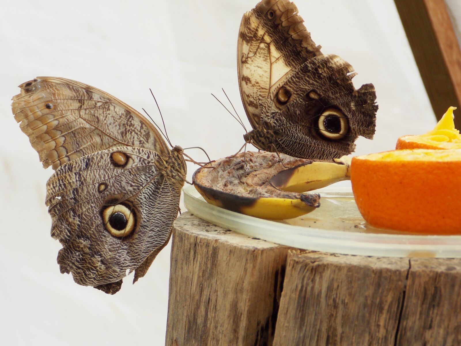 Nikon Coolpix L810 sample photo. Owl butterfly, butterfly, butterflies photography