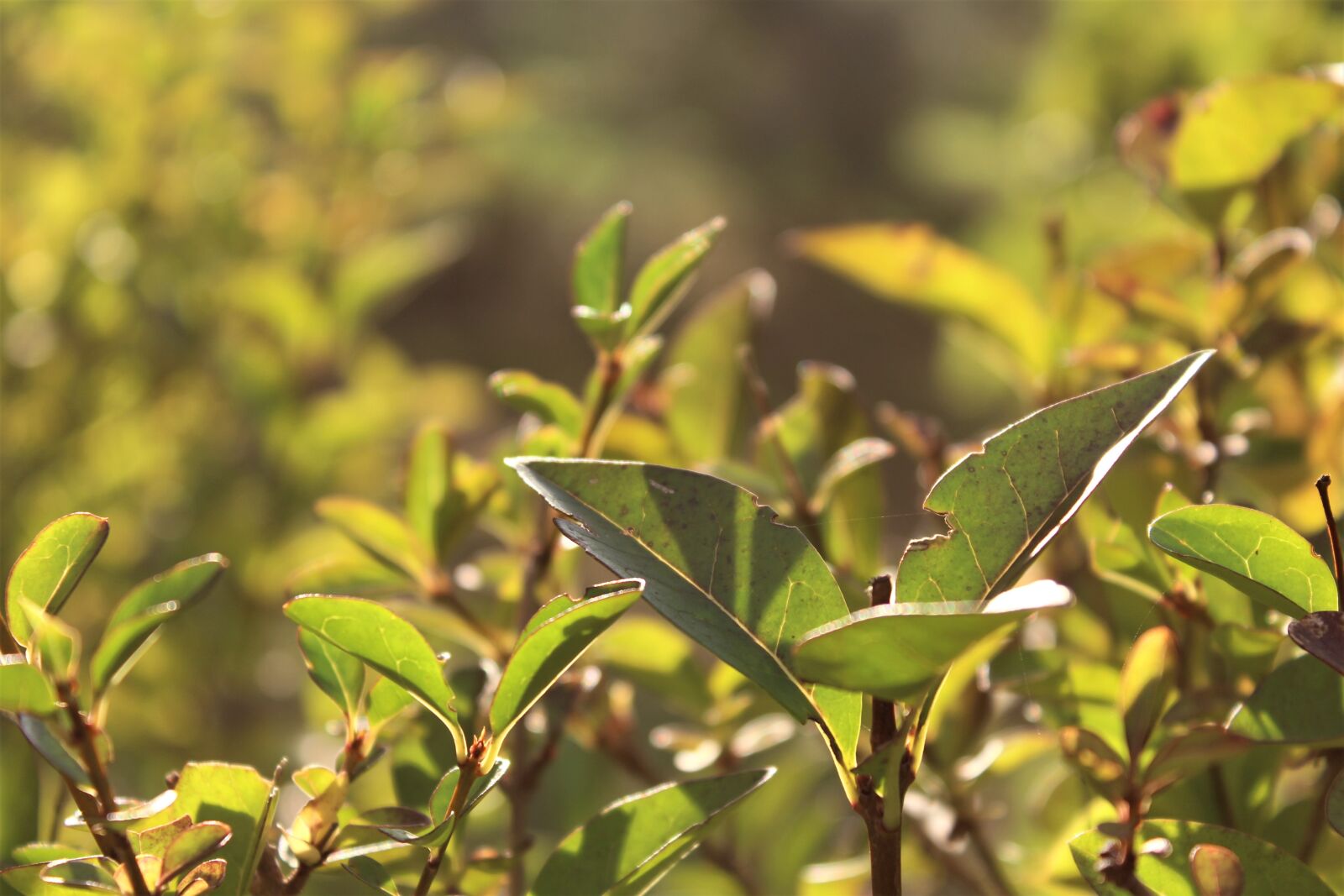 Canon EOS 1200D (EOS Rebel T5 / EOS Kiss X70 / EOS Hi) sample photo. Plant, backlight, sunset photography