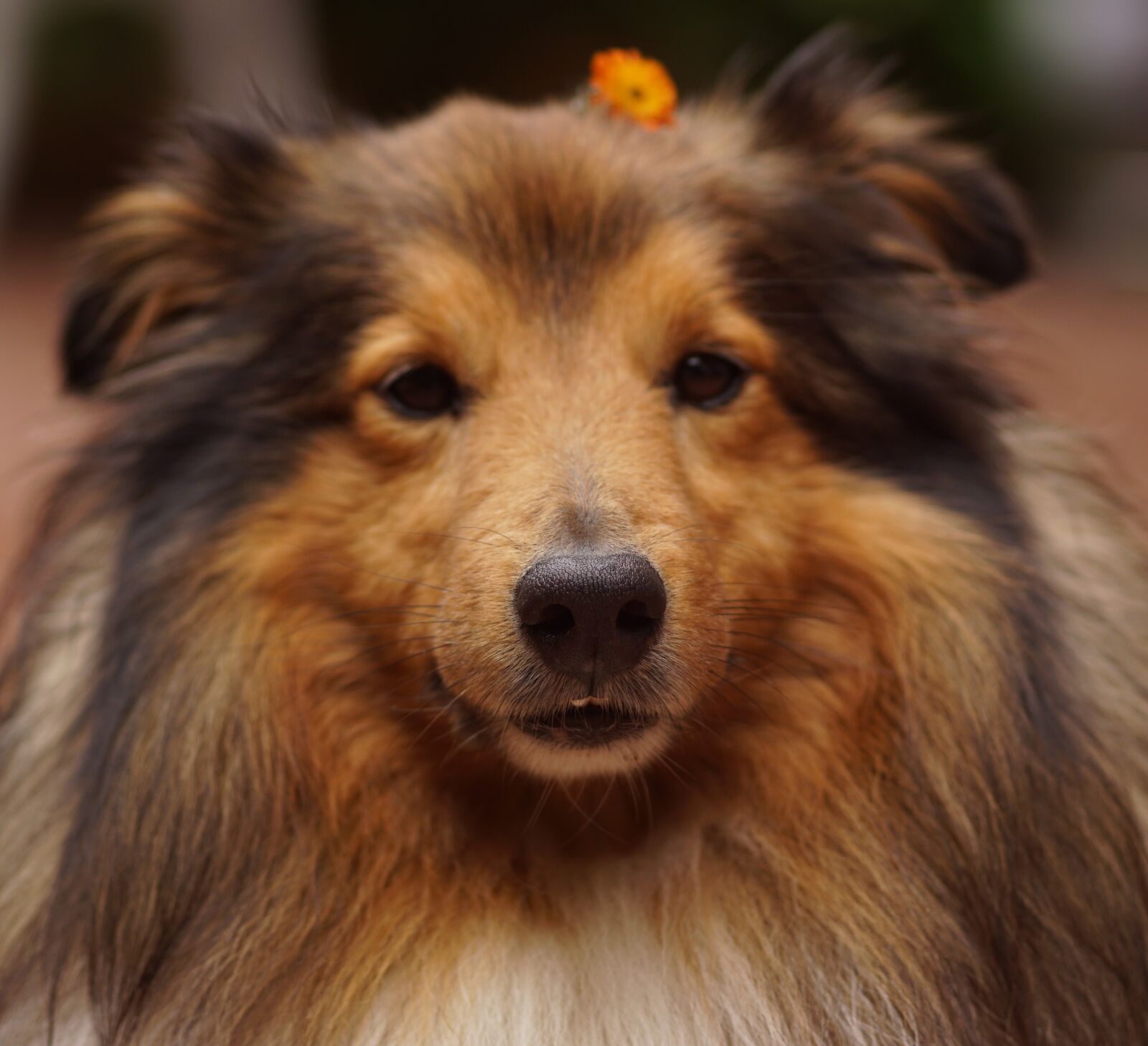Sony SLT-A68 sample photo. Sheltie, dog's nose, dog photography