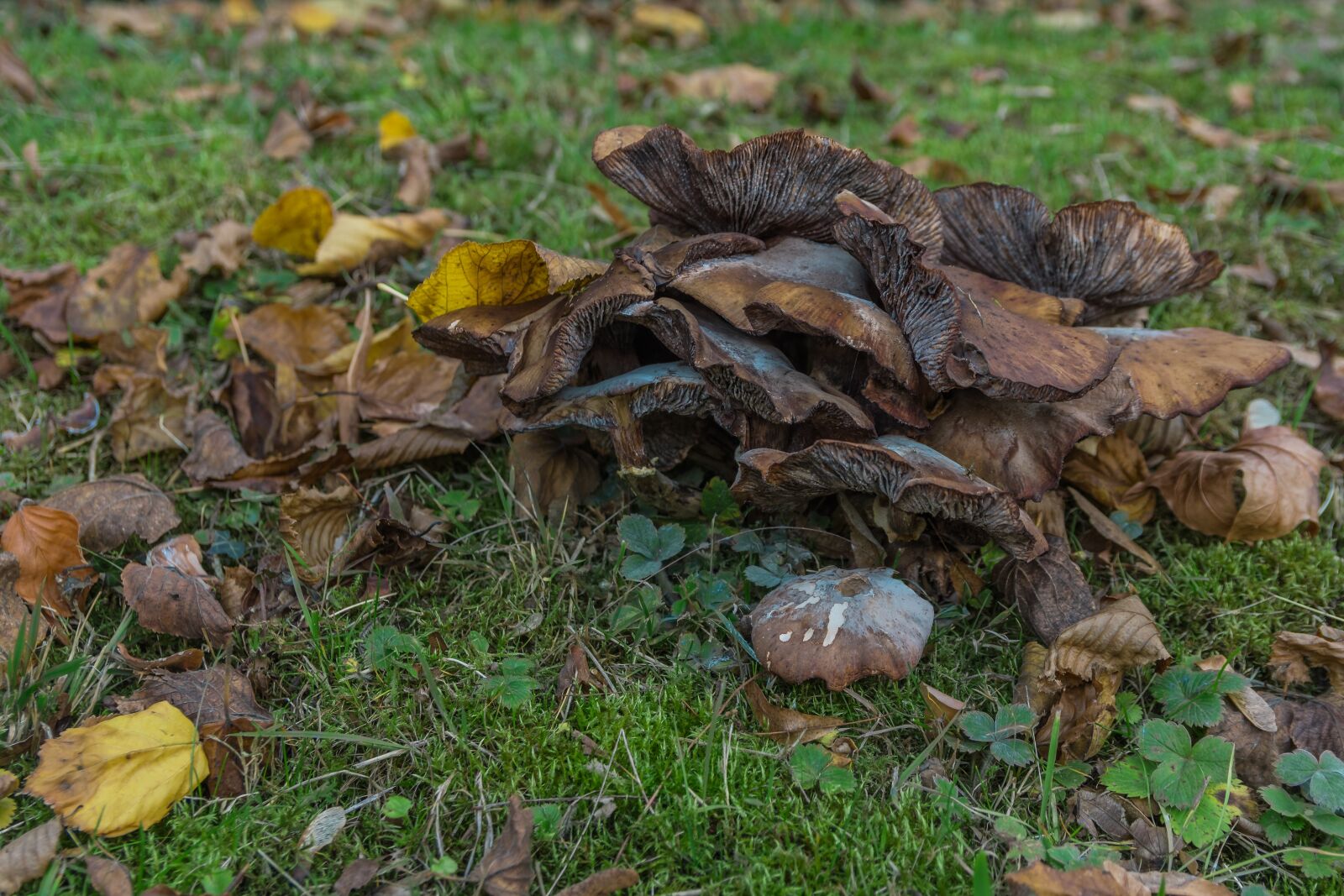 Nikon D7500 sample photo. Autumn, mushrooms, moss photography