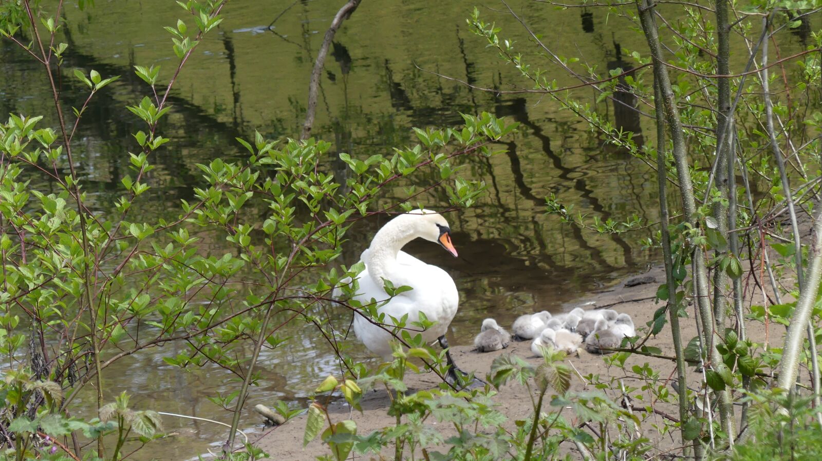 Panasonic Lumix DMC-FZ300 sample photo. Swan, swan family, young photography