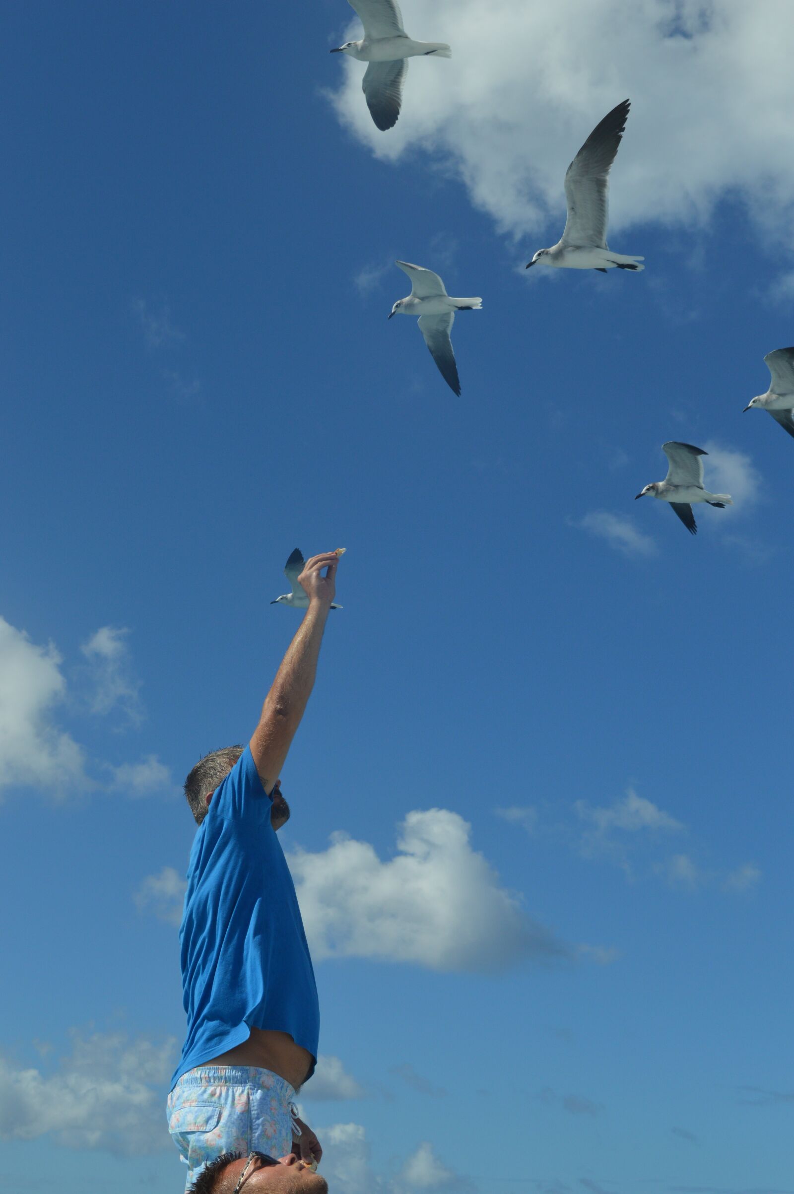 Nikon D3200 sample photo. Seagull, dominika, feeding photography