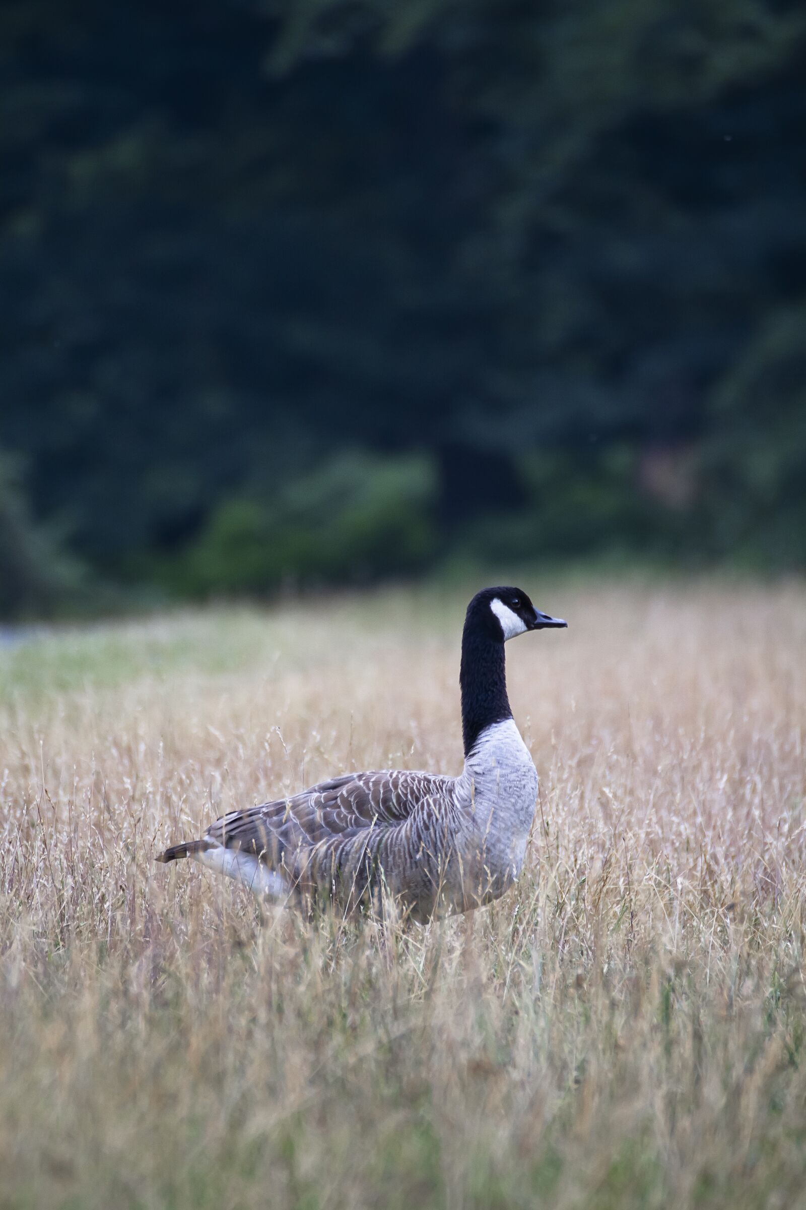 Canon EOS 7D sample photo. Nature, forest, blue photography