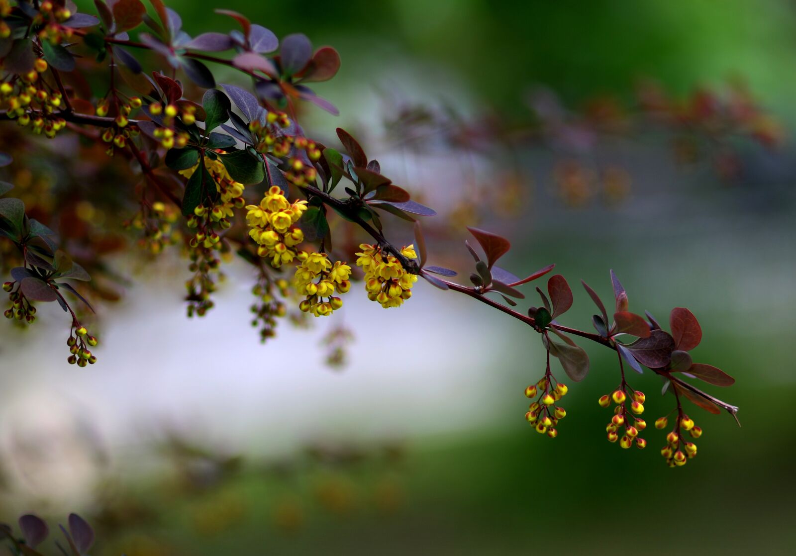 Canon EF 85mm F1.8 USM sample photo. Flower, yellow, tree photography