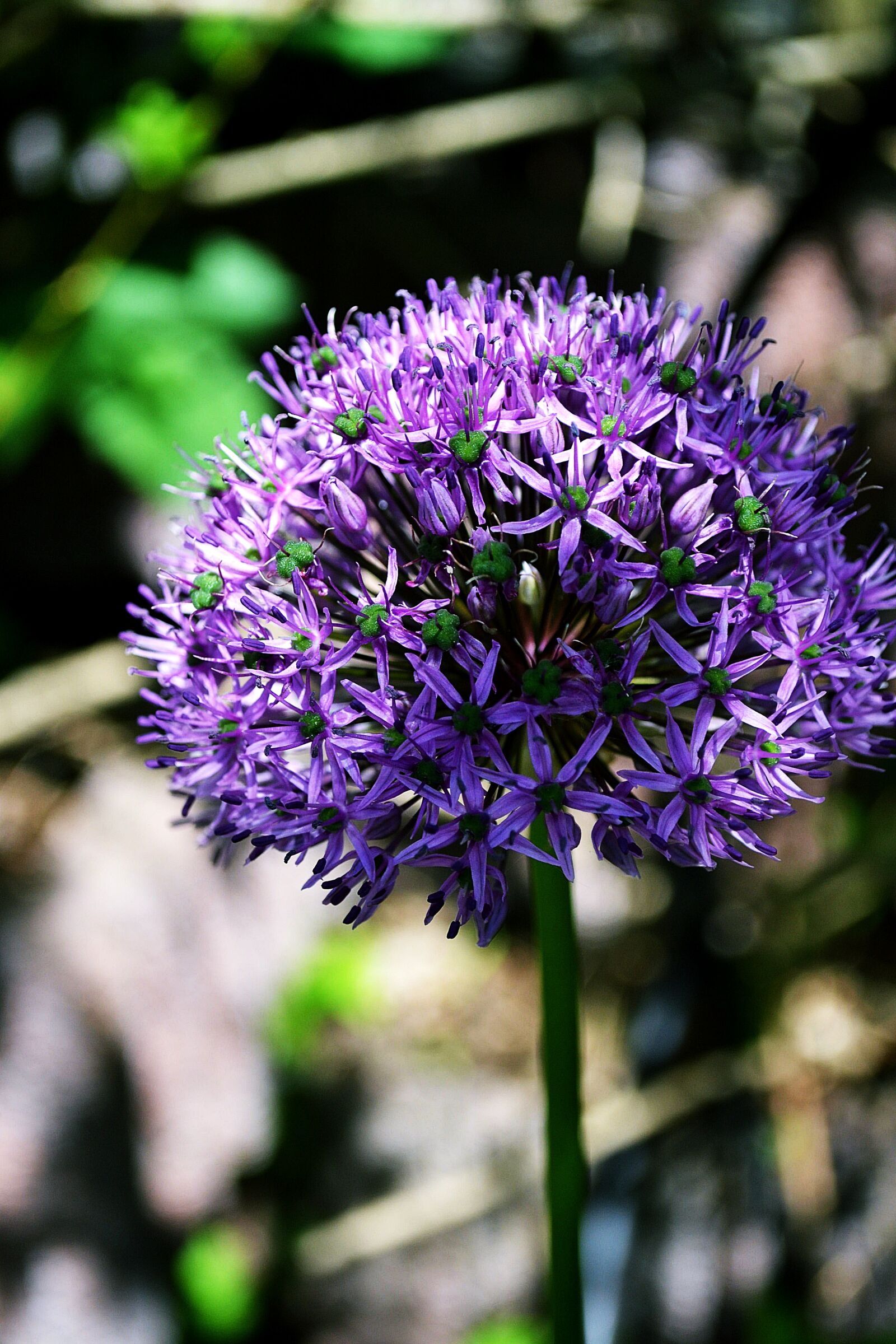 Nikon D3100 sample photo. Flower, purple, bloom photography