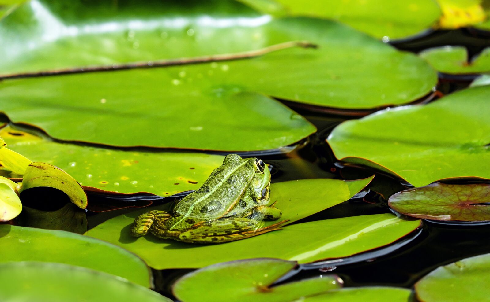 Fujifilm X-T10 + Fujifilm XC 50-230mm F4.5-6.7 OIS sample photo. Frog, water frog, animal photography
