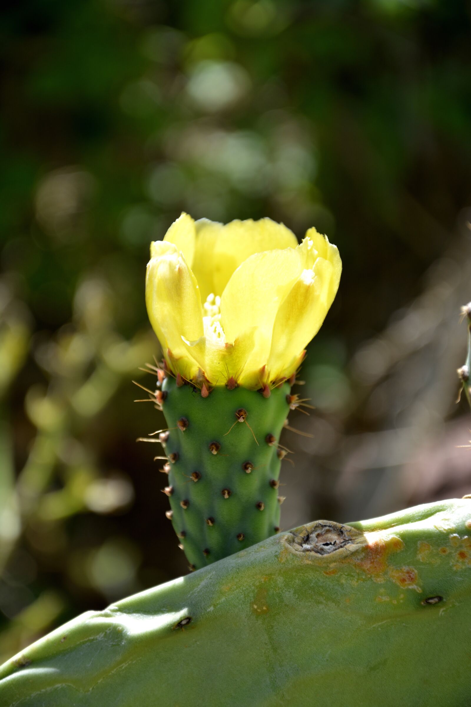 Nikon D7100 sample photo. Flower, cactus flower, cacti photography