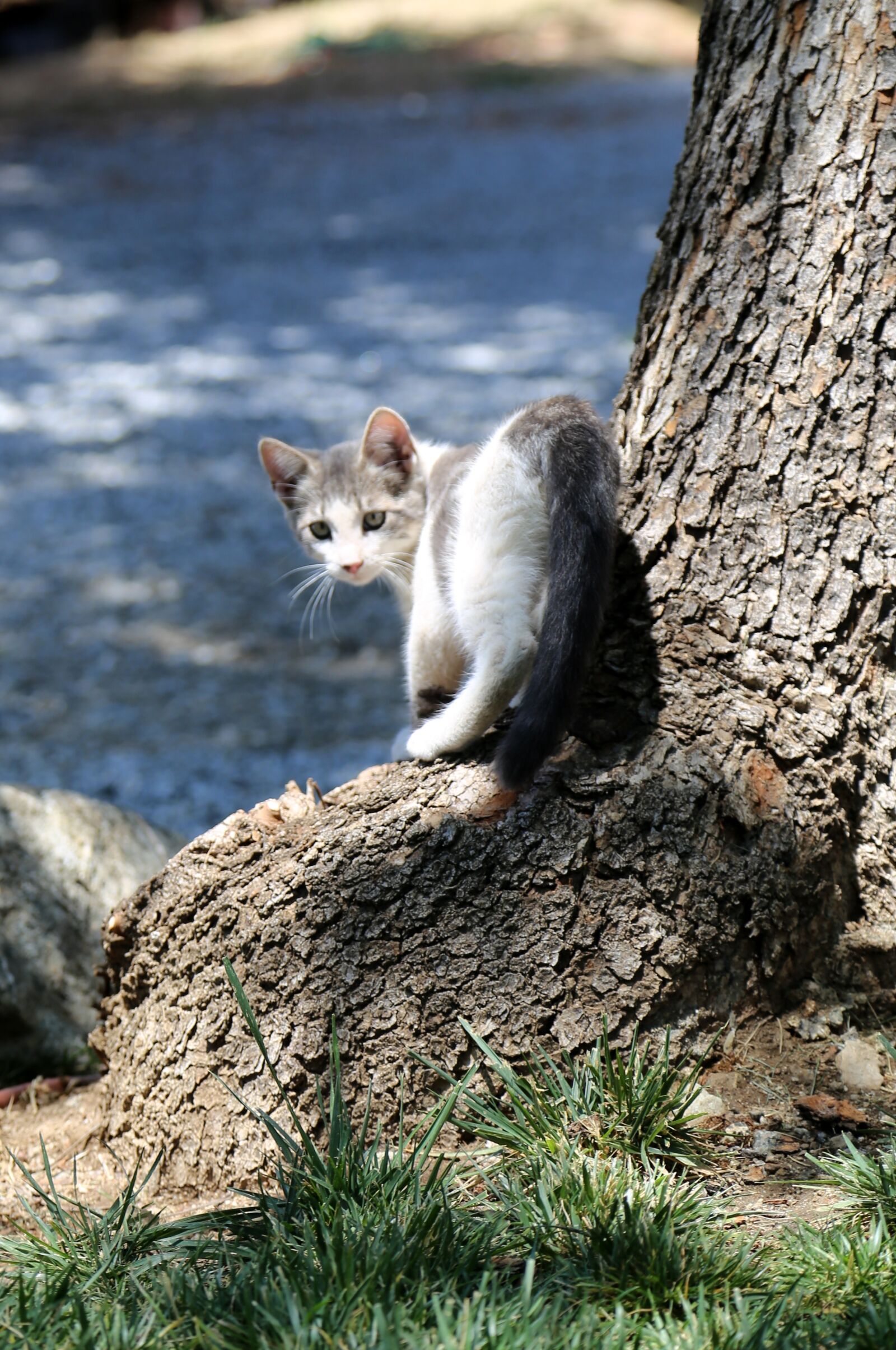 Canon EOS 6D + Canon EF 24-105mm F4L IS USM sample photo. Kitten, cat, feline photography