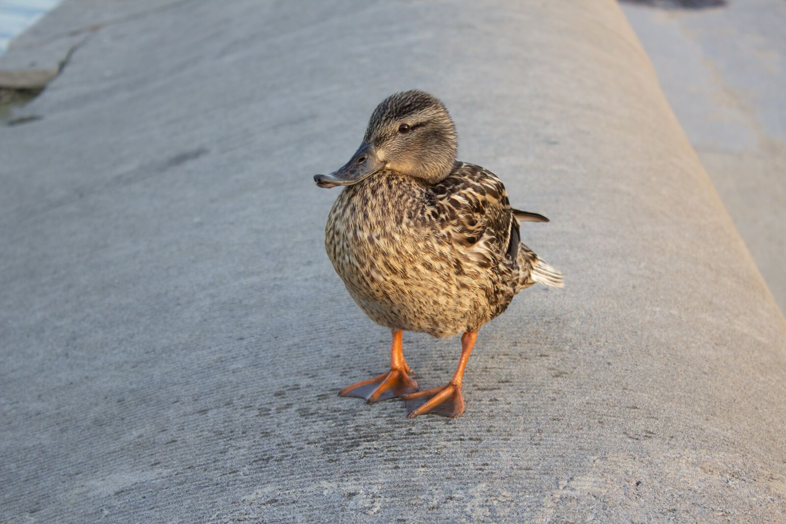 Canon EOS 1200D (EOS Rebel T5 / EOS Kiss X70 / EOS Hi) sample photo. Ducks, water, sunset photography