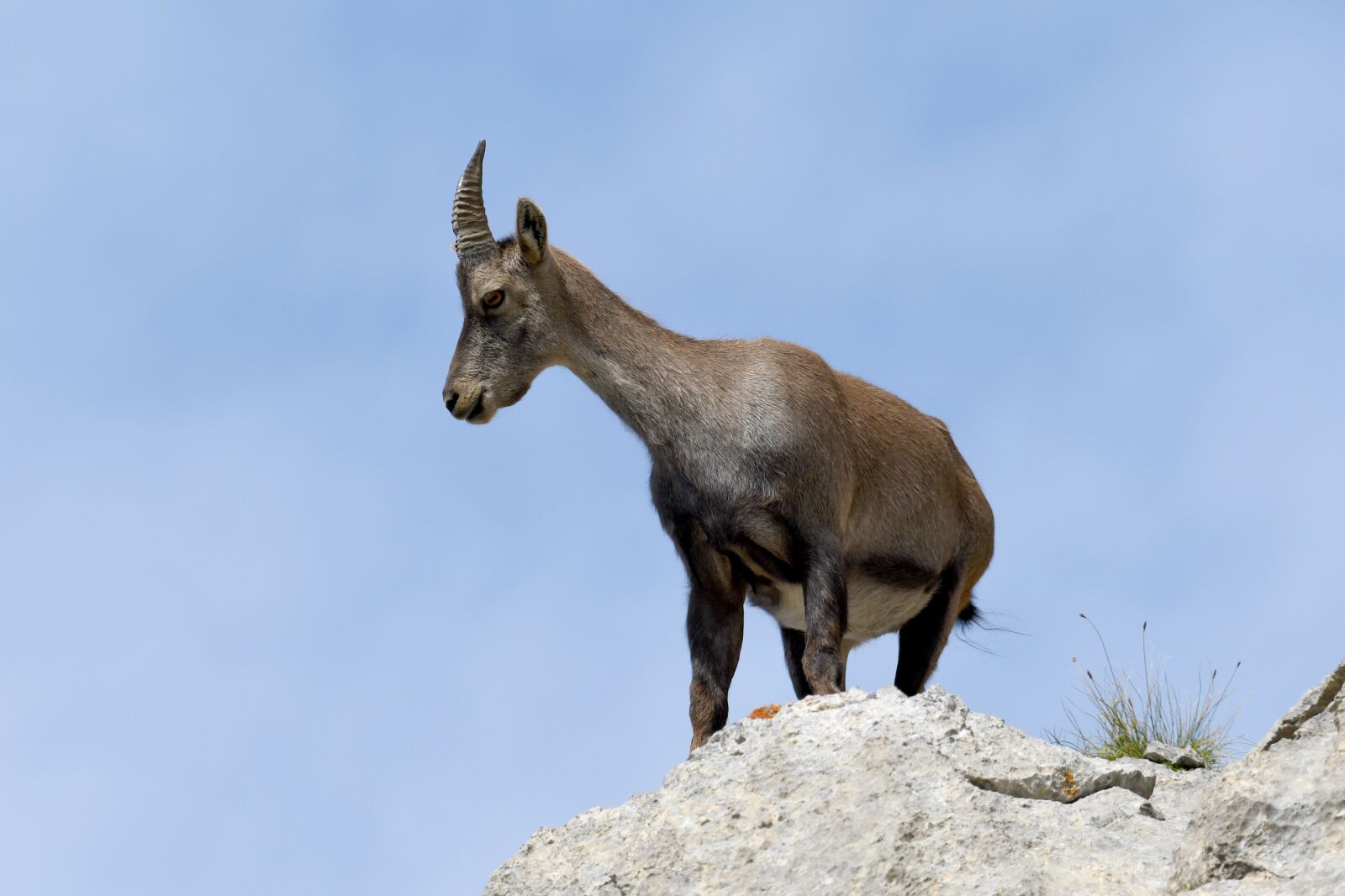 Nikon D500 sample photo. Ibex, fauna, mountain photography
