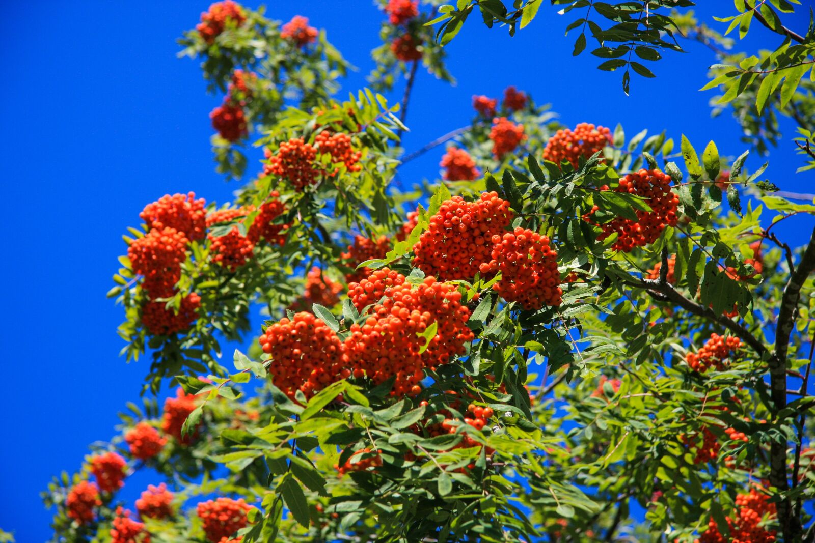 Canon EF-S 17-85mm F4-5.6 IS USM sample photo. Rowanberries, bush, leaves photography