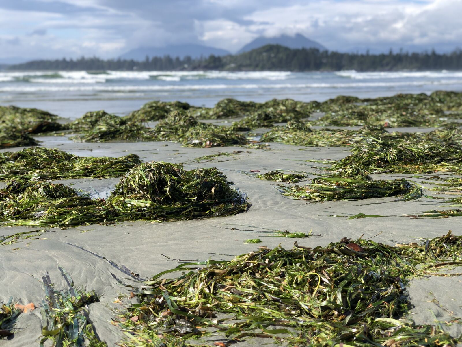 Apple iPhone X sample photo. Seaweed, beach, ocean photography