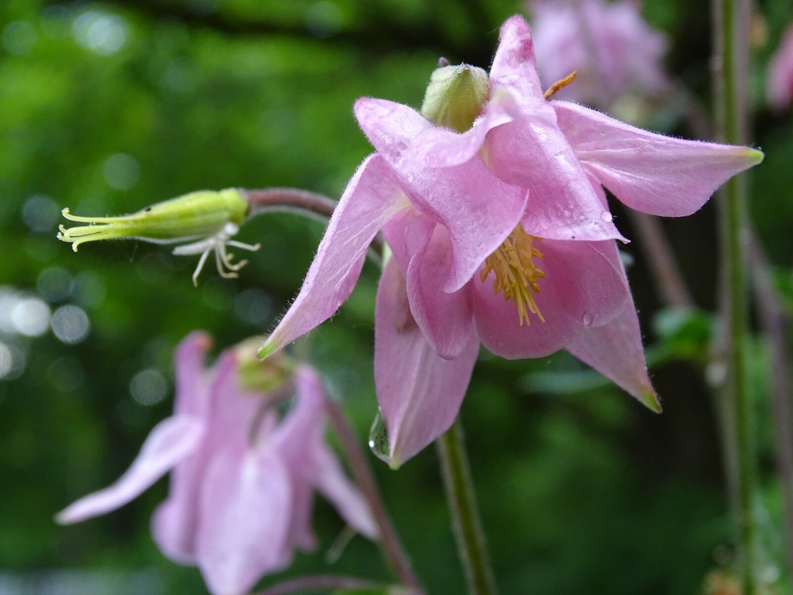 Sony Cyber-shot DSC-HX400V sample photo. Columbine, columbine flower, common photography