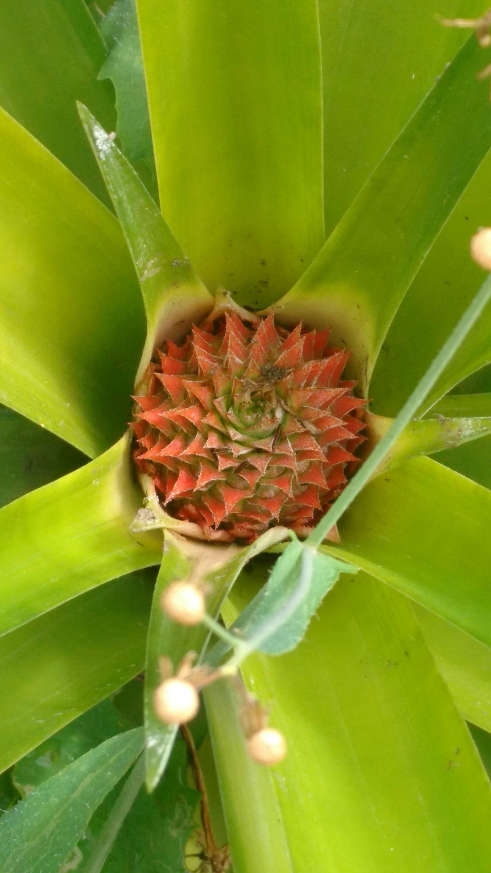 Motorola Moto X Play sample photo. Pineapple, garden, agriculture photography