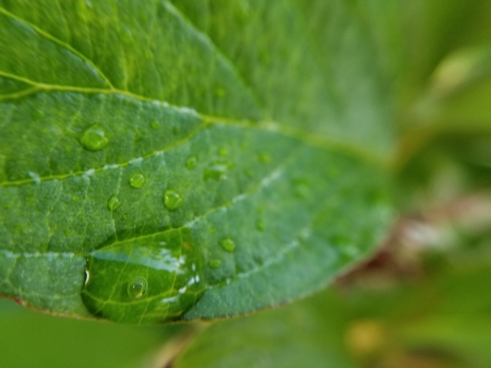 Samsung Galaxy S8+ sample photo. Leaf, water drop, rain photography
