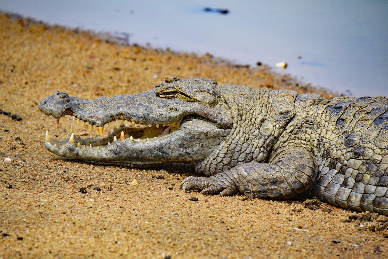 Nikon D3100 sample photo. Crocodile, ghana, africa photography