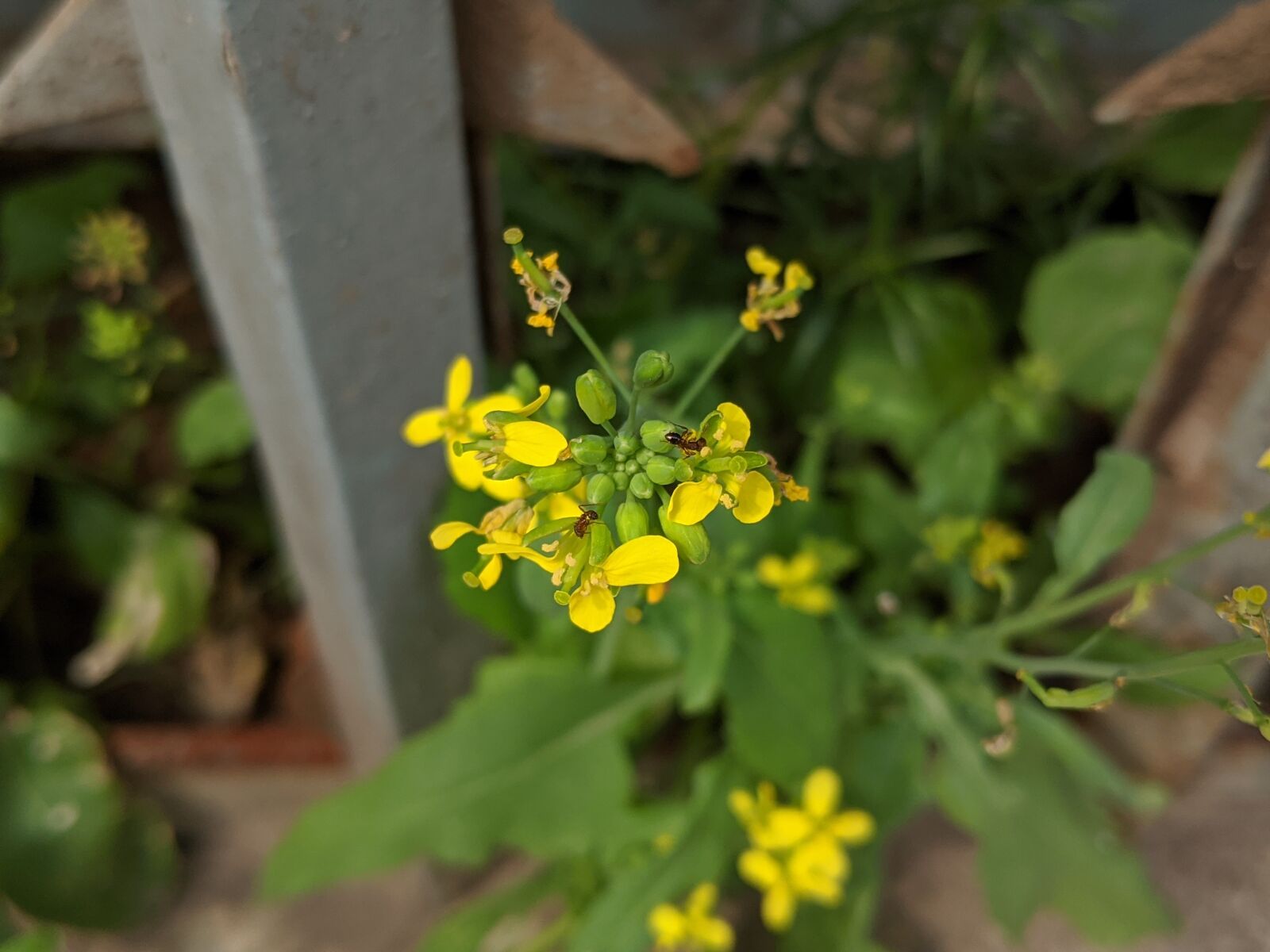 Google Pixel 2 XL sample photo. Flower, green, yellow photography