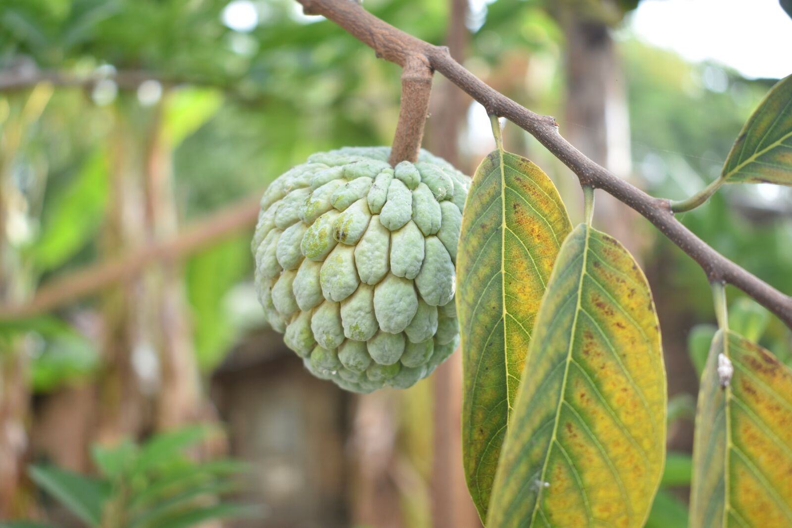 Nikon D3400 sample photo. Sugar apple, fruit, raw photography