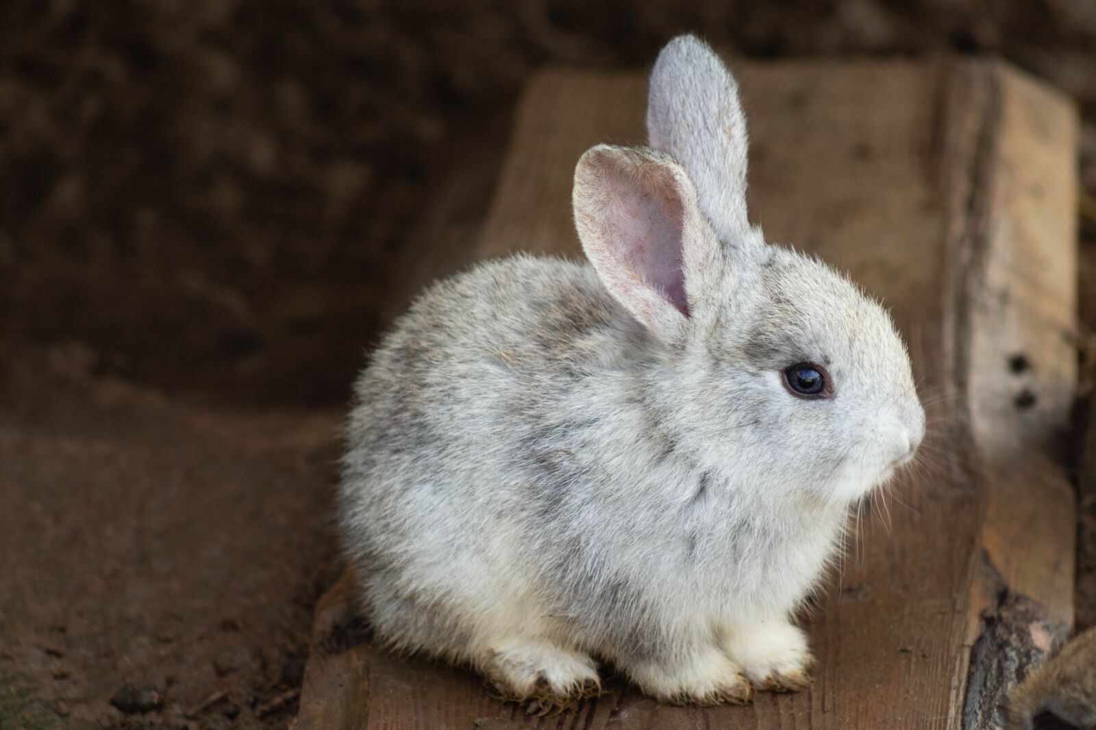 Canon EF75-300mm f/4-5.6 sample photo. Rabbit, animal, mammal photography