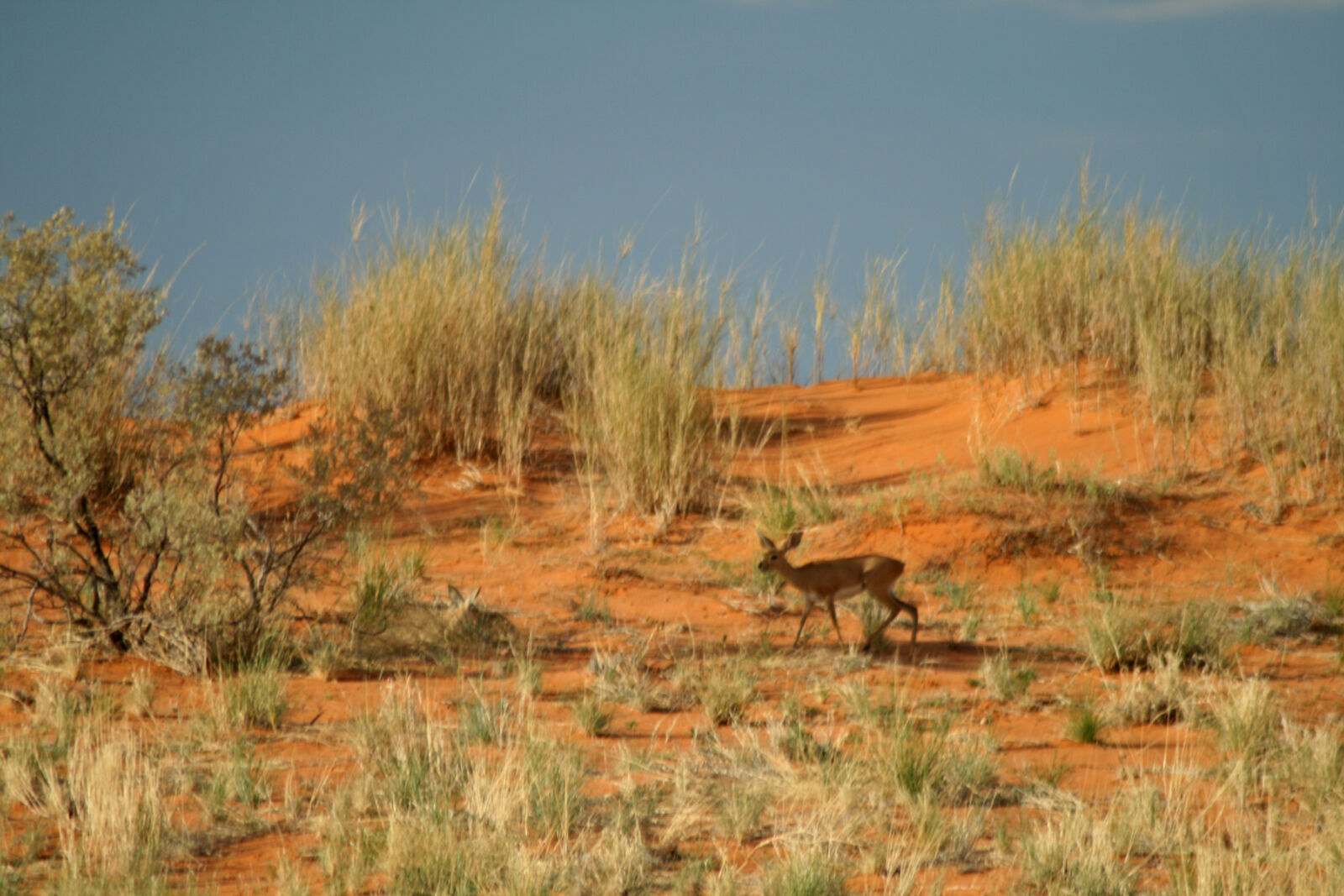 Canon EOS 400D (EOS Digital Rebel XTi / EOS Kiss Digital X) sample photo. Alone, animal, buck, desert photography