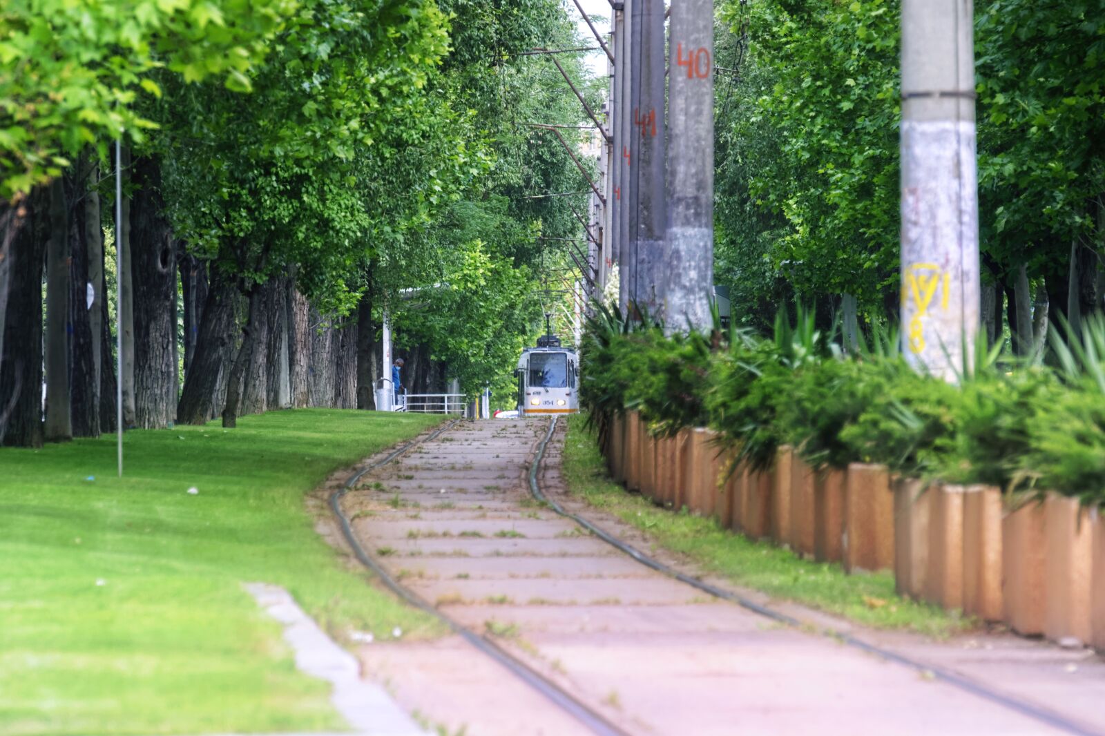 Nikon D5300 sample photo. Tram lines, trees, fast photography