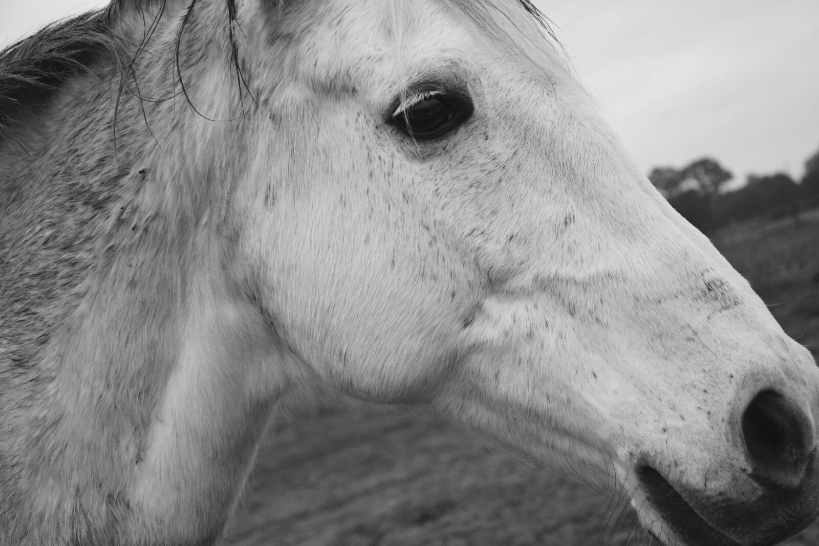 Nikon D5200 sample photo. Horse, profile horse, head photography