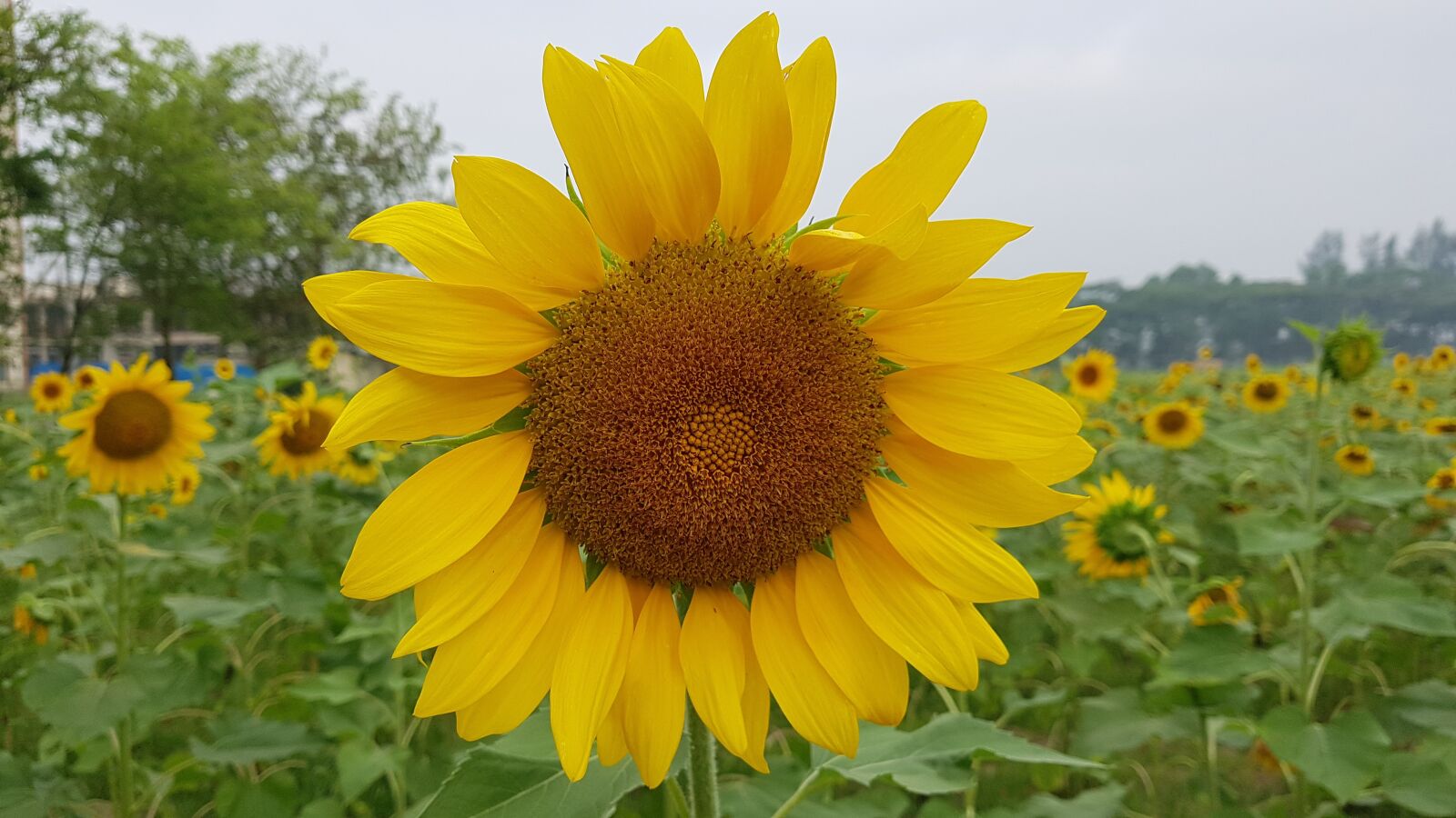Samsung Galaxy Note Fan Edition sample photo. Sunflower, yellow, flowers photography