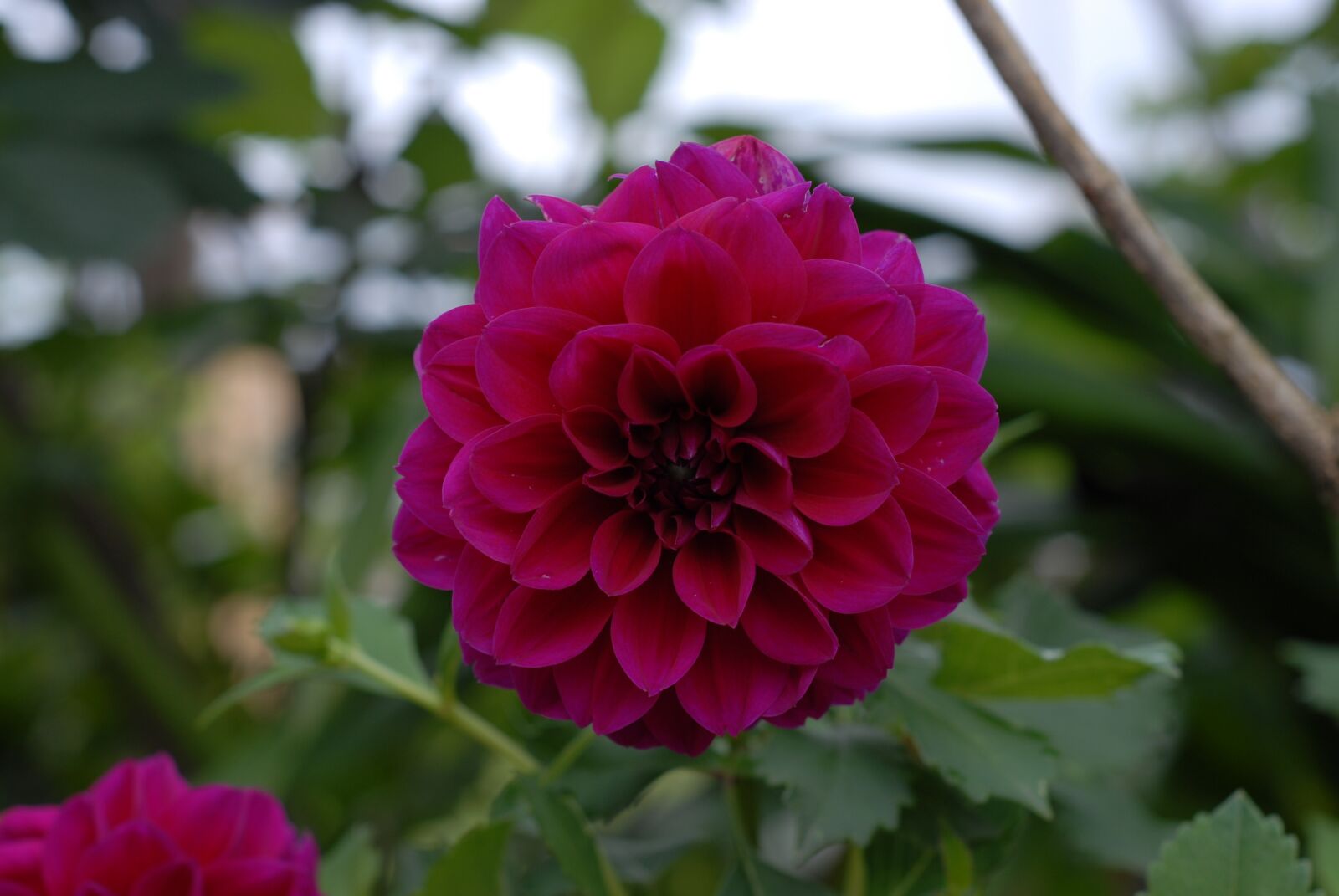 Nikon D200 sample photo. Red rose, regional, petal photography