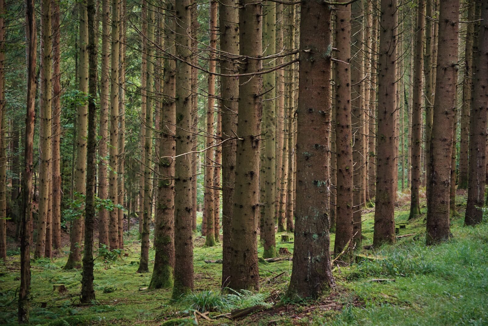 Sony E 55-210mm F4.5-6.3 OSS sample photo. Forest, trees, branches photography