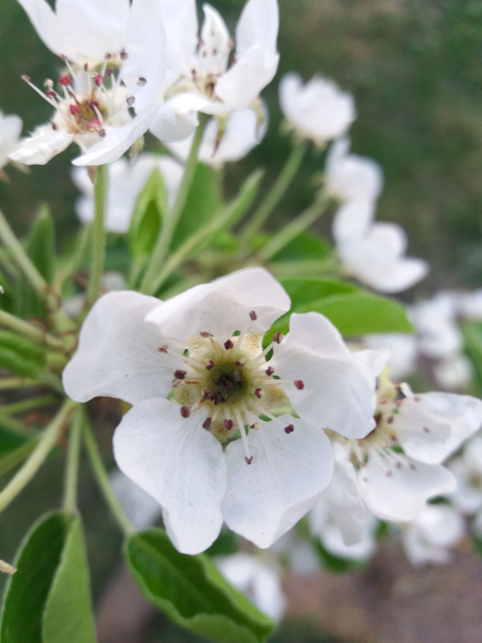 Samsung Galaxy J5(2016) sample photo. Apple blossom, flower, apple photography