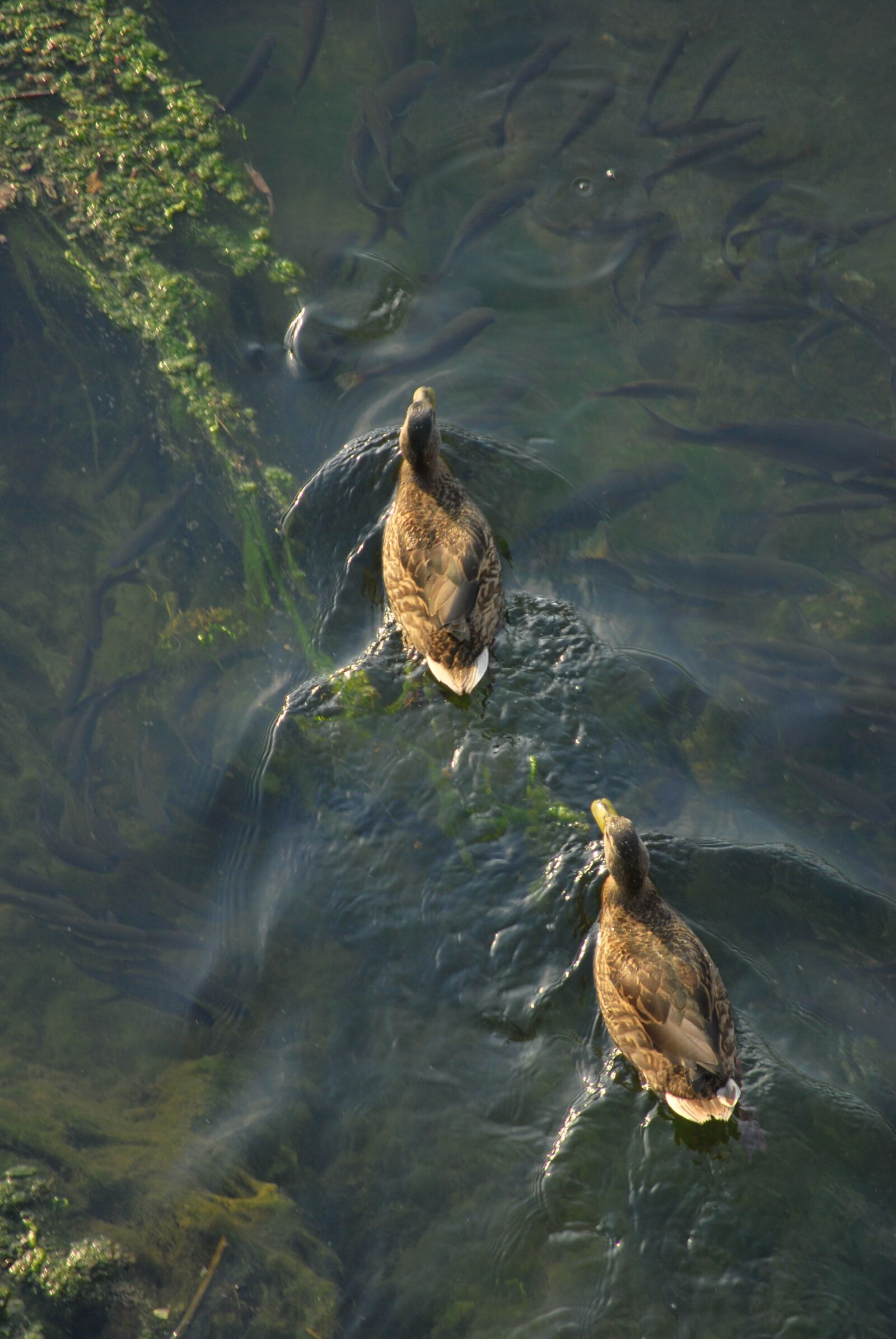 Nikon D60 sample photo. Ducks, swimming, water photography