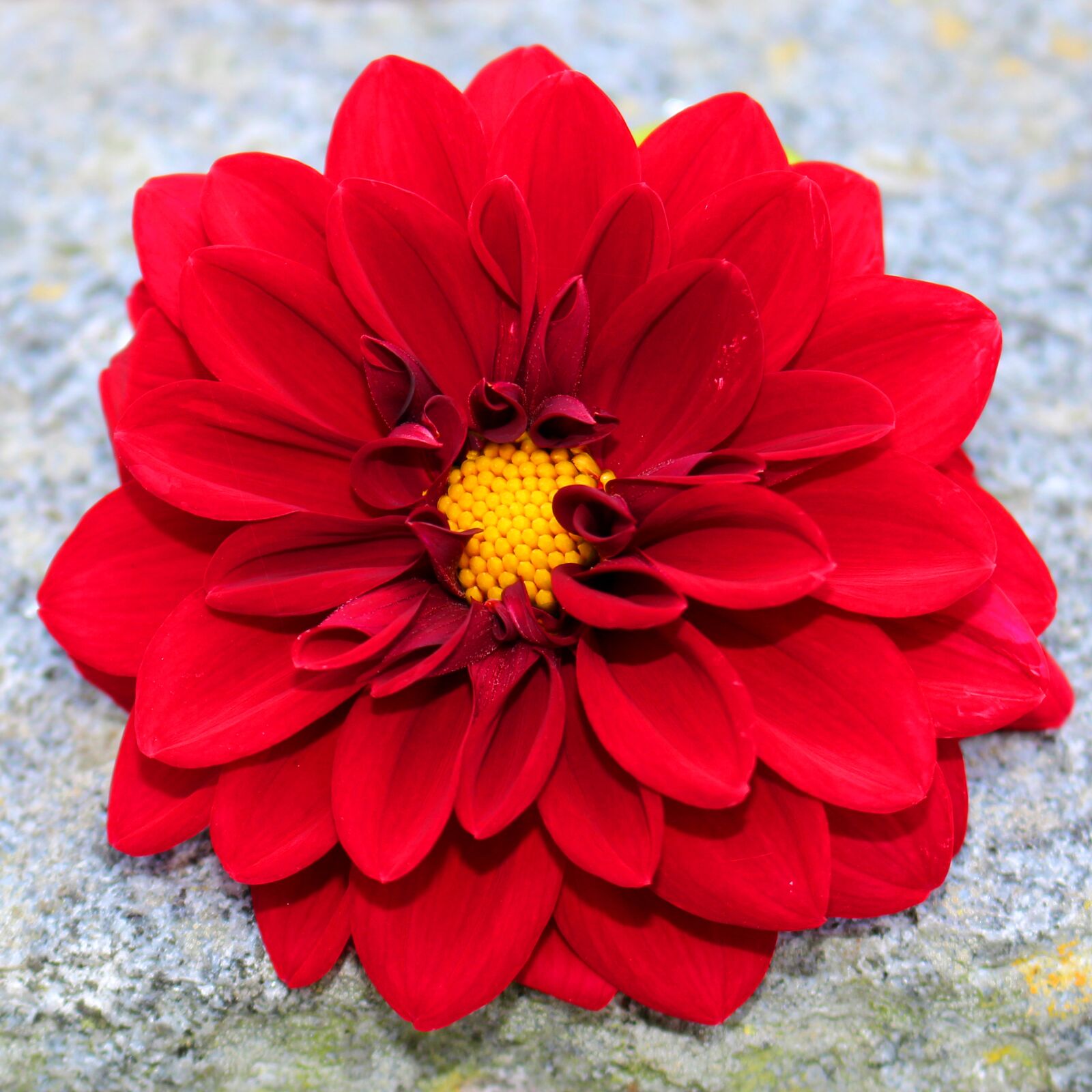 Canon EOS 700D (EOS Rebel T5i / EOS Kiss X7i) sample photo. Red dahlia, blossom, bloom photography