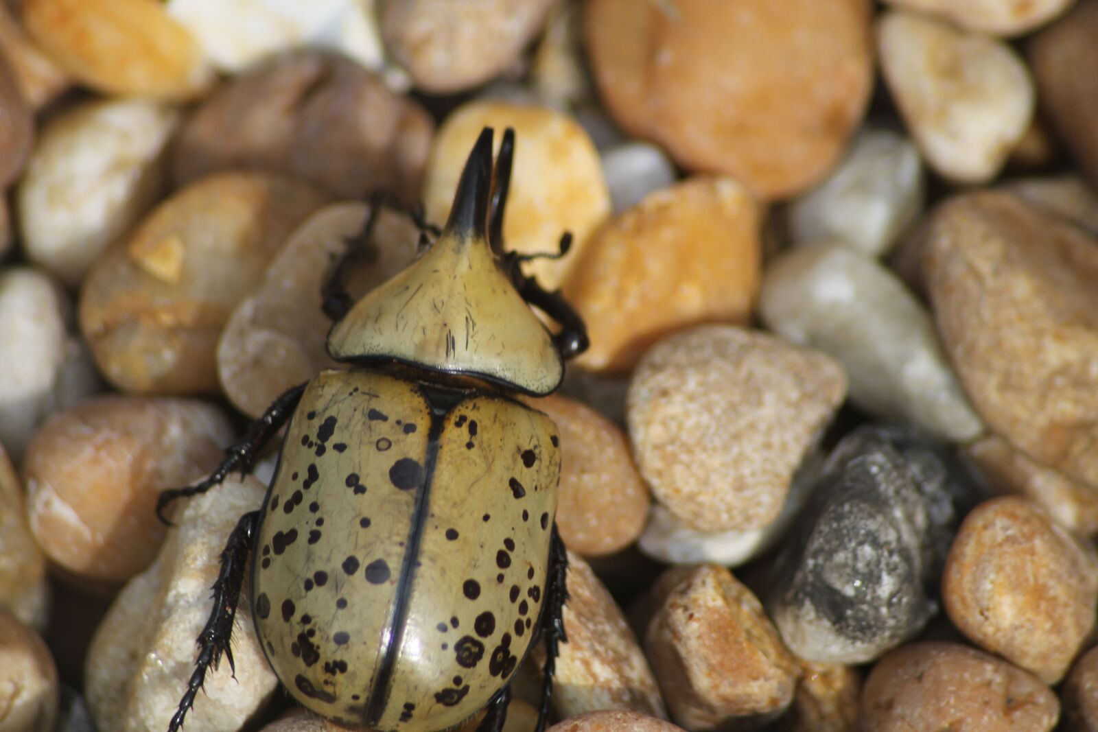 Canon EOS 1100D (EOS Rebel T3 / EOS Kiss X50) sample photo. Beetle, outdoor, nature photography