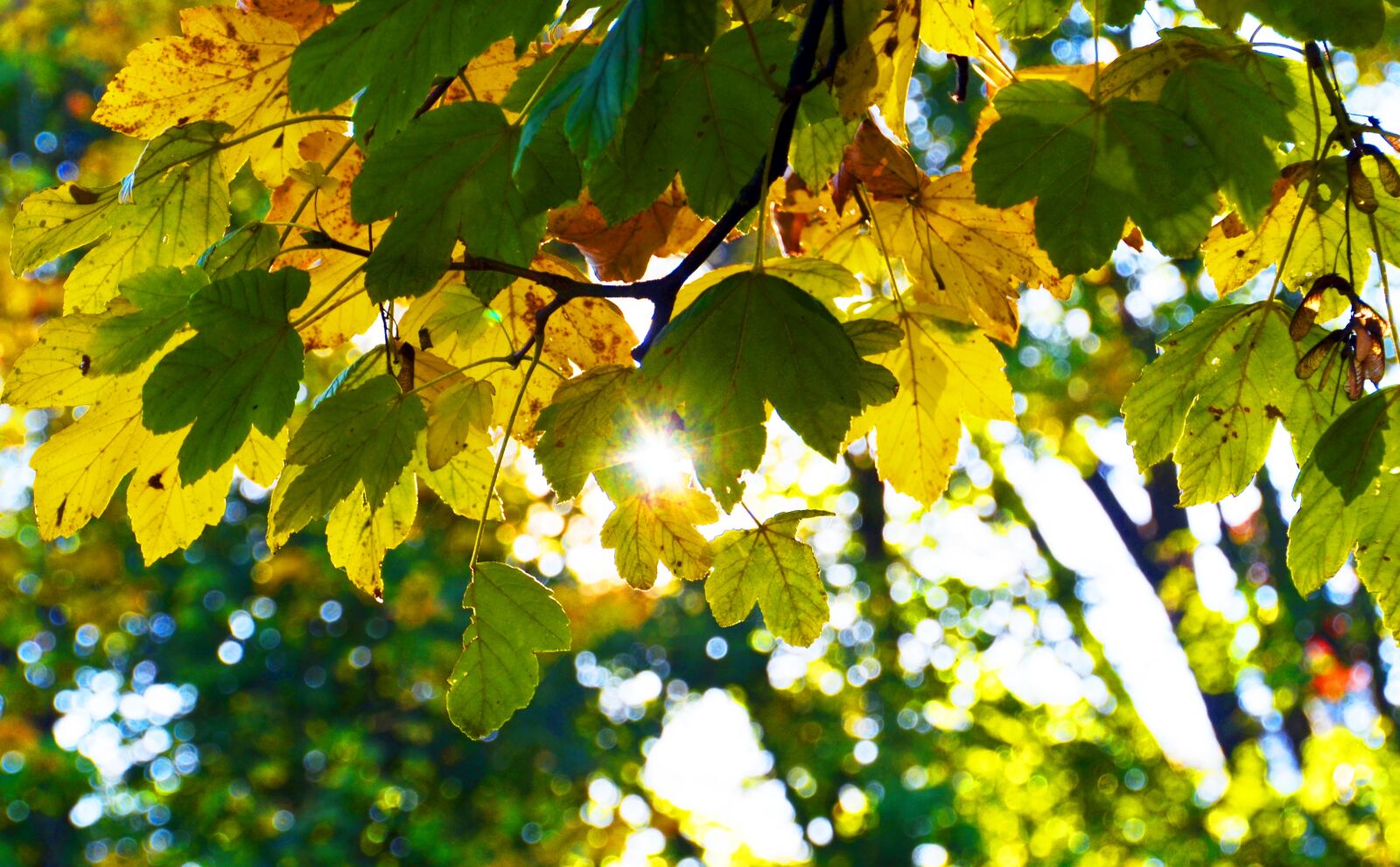 Nikon D7000 sample photo. Autumn, leaves, fall foliage photography