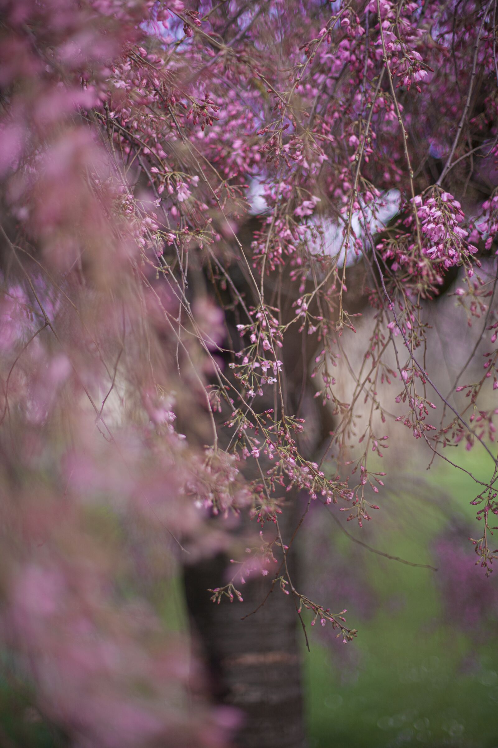 Canon EOS 5D Mark II sample photo. Flowers, tree, rosa photography