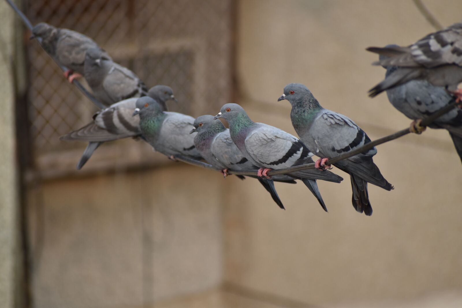 Nikon D5600 sample photo. Pigeons line, swinging, birds photography