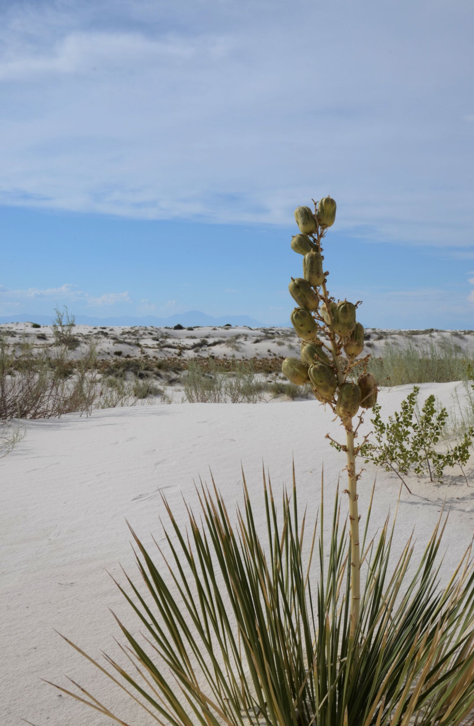 Nikon D7000 sample photo. Yucca, flora, desert photography